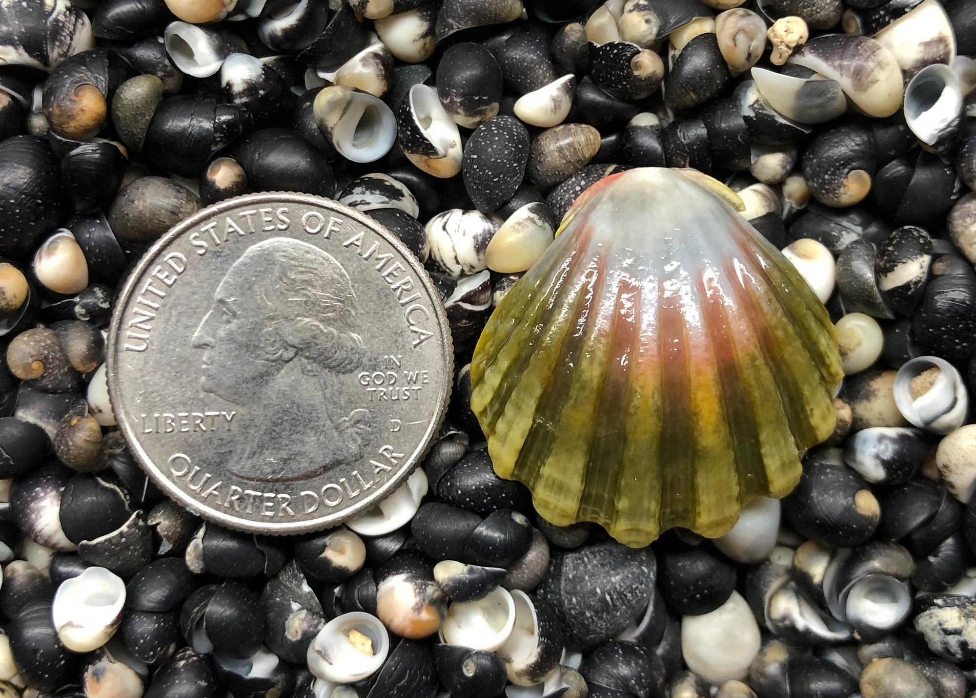 0223 single sunrise shell