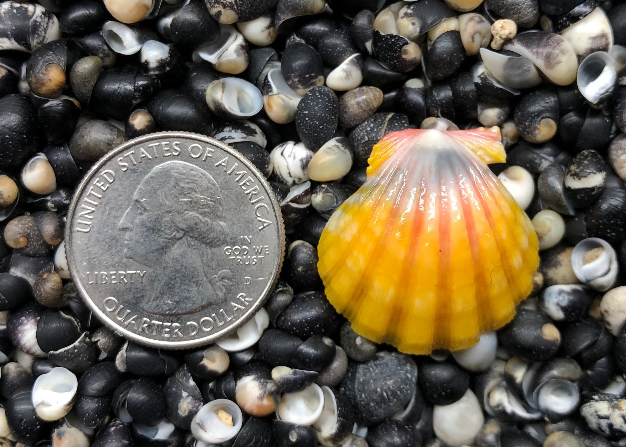 0225 single sunrise shell