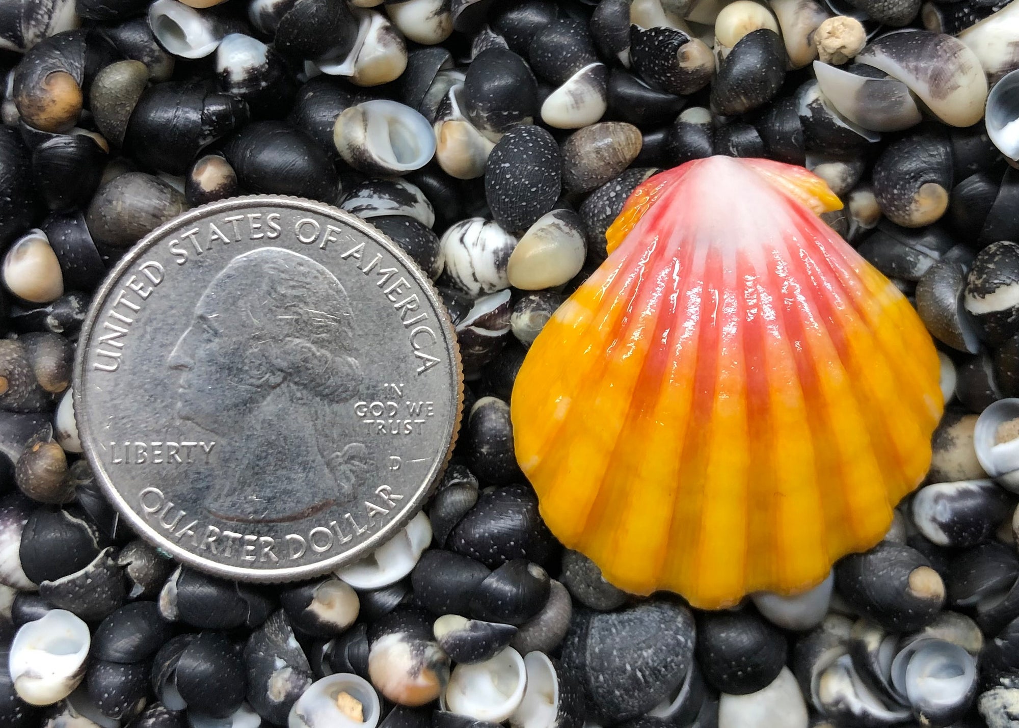 0226 single sunrise shell