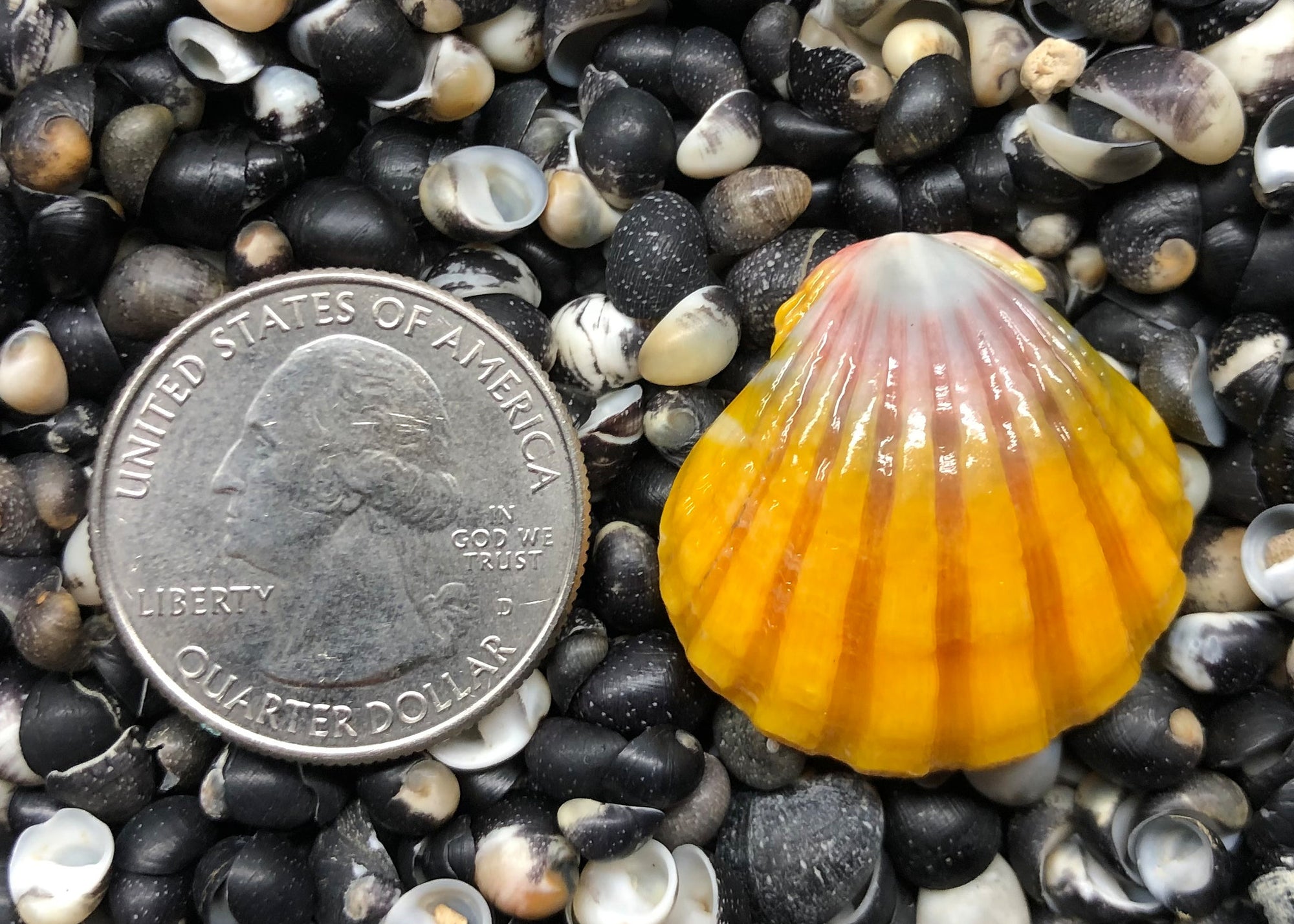 0228 single sunrise shell