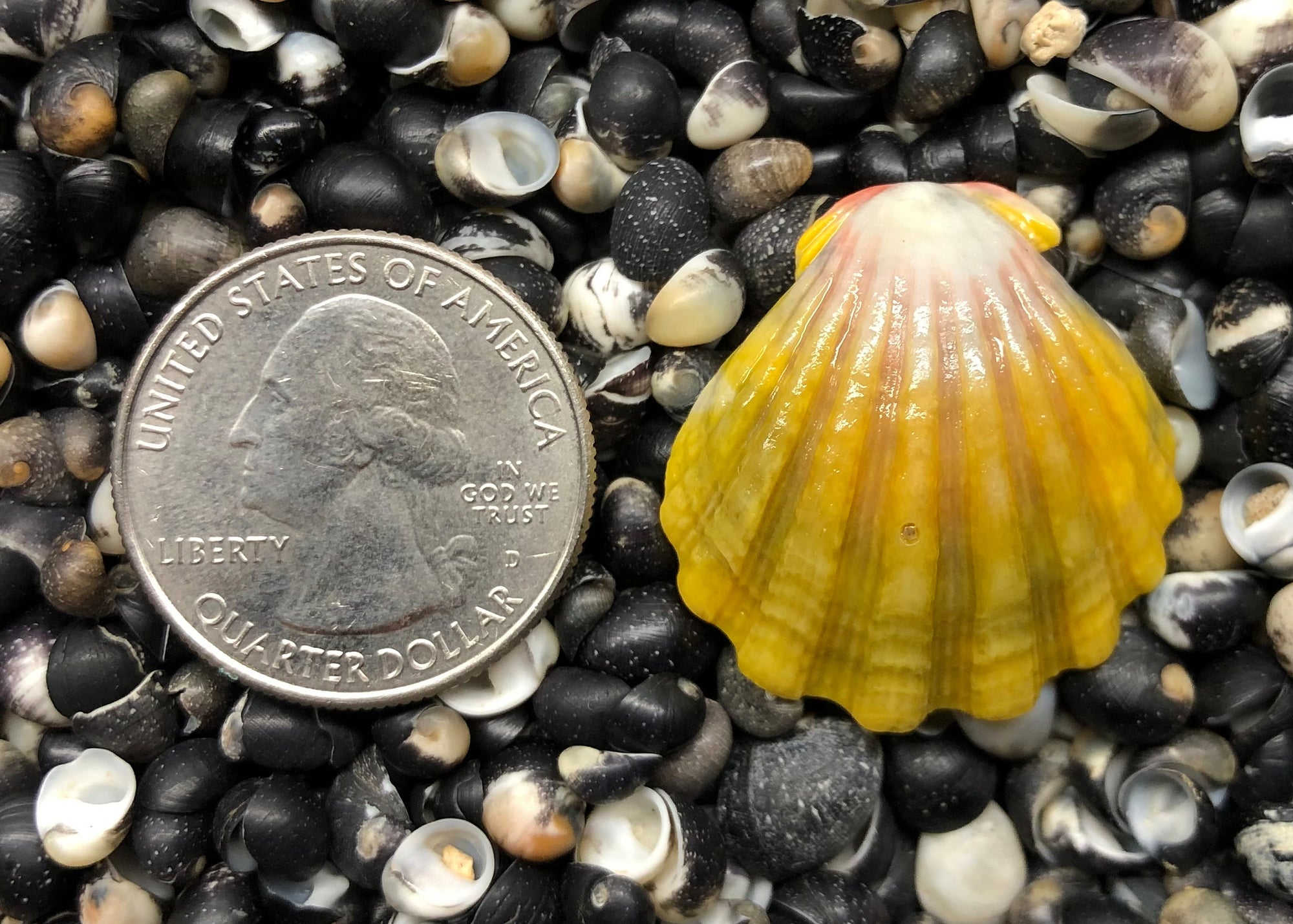 0229 single sunrise shell