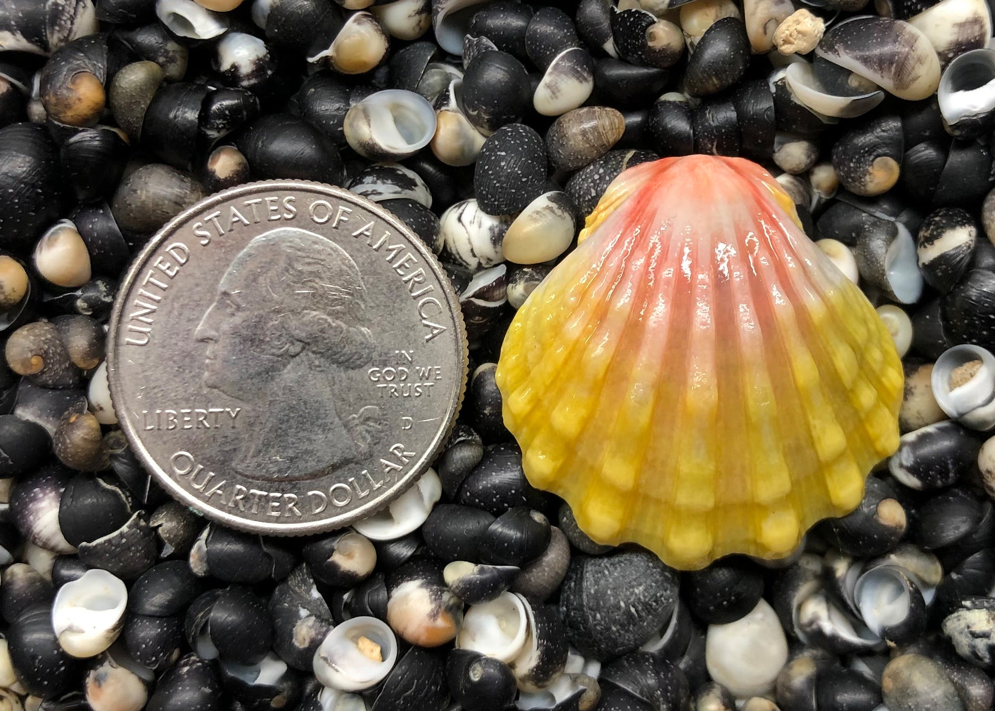 0230 single sunrise shell