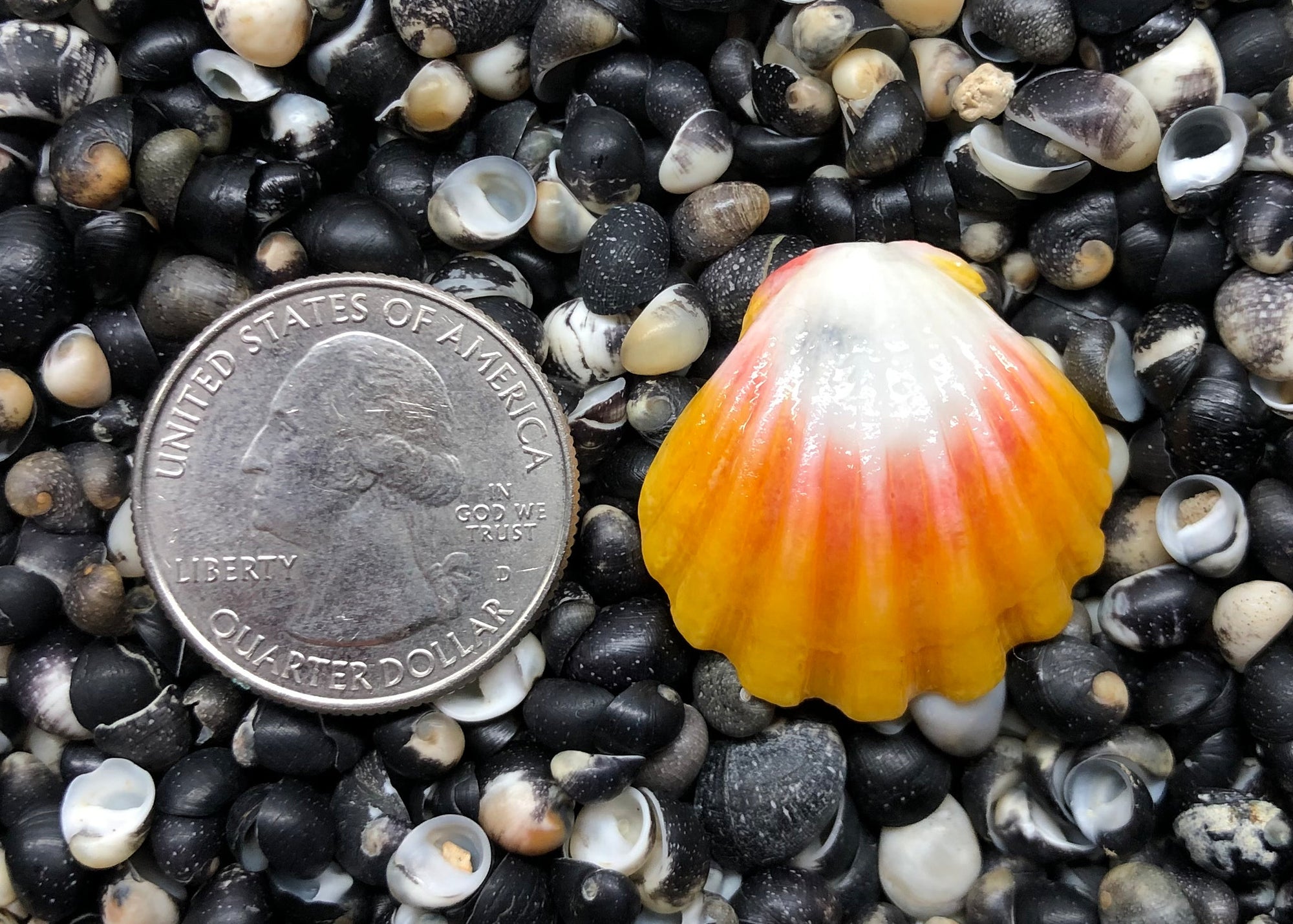 0231 single sunrise shell