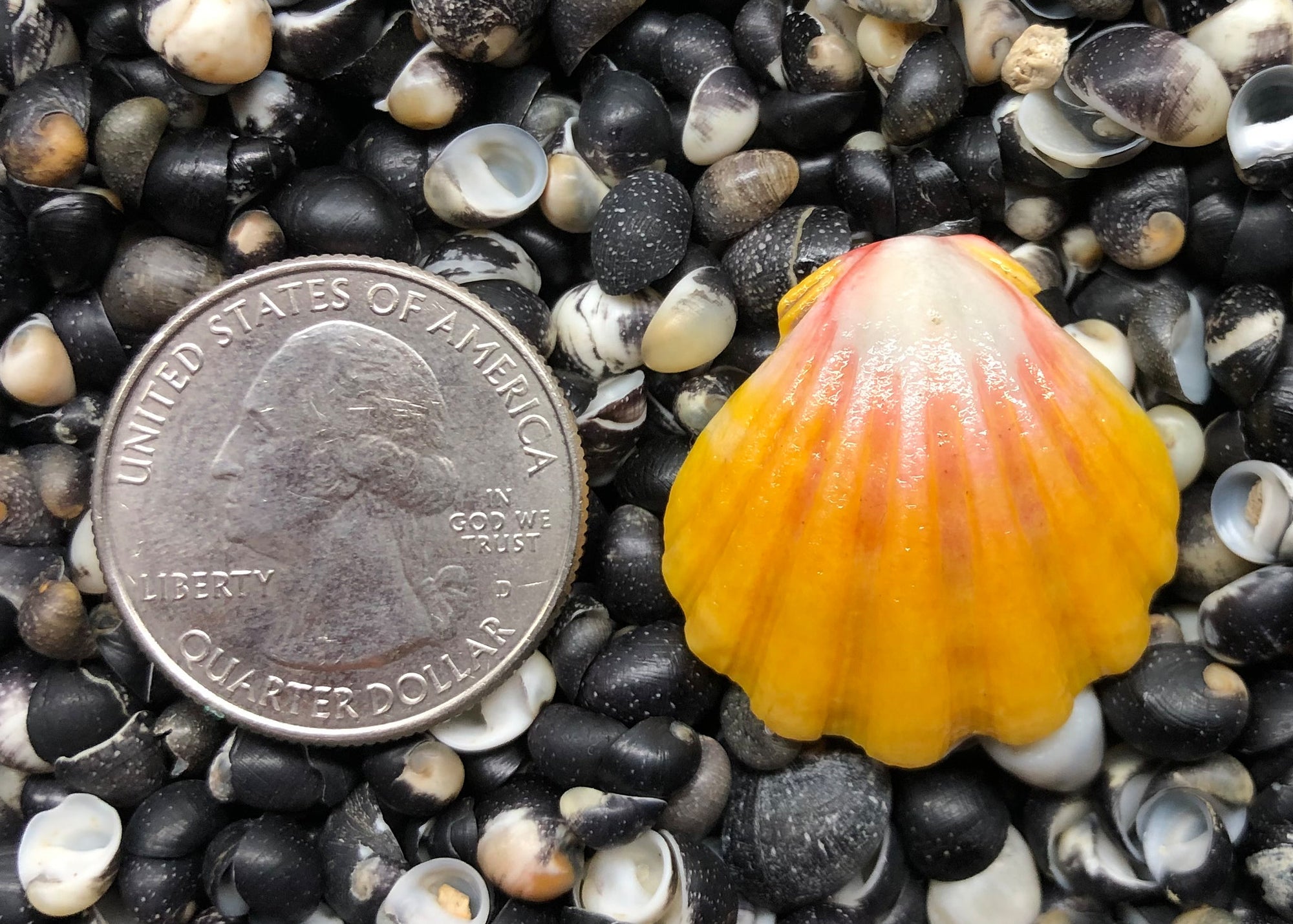 0232 single sunrise shell