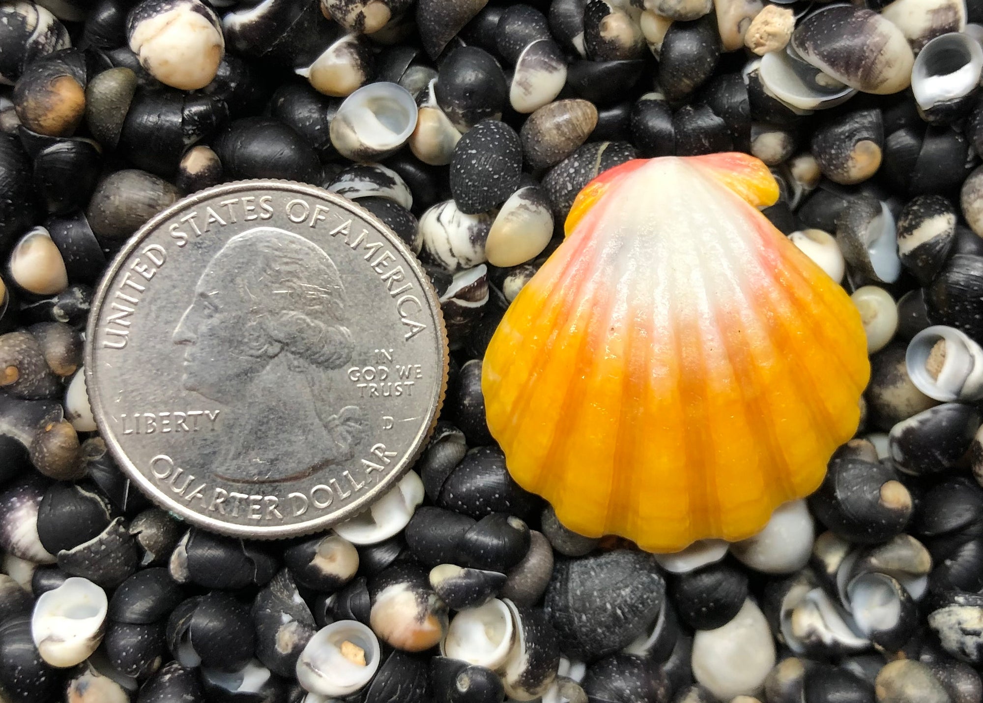 0233 single sunrise shell