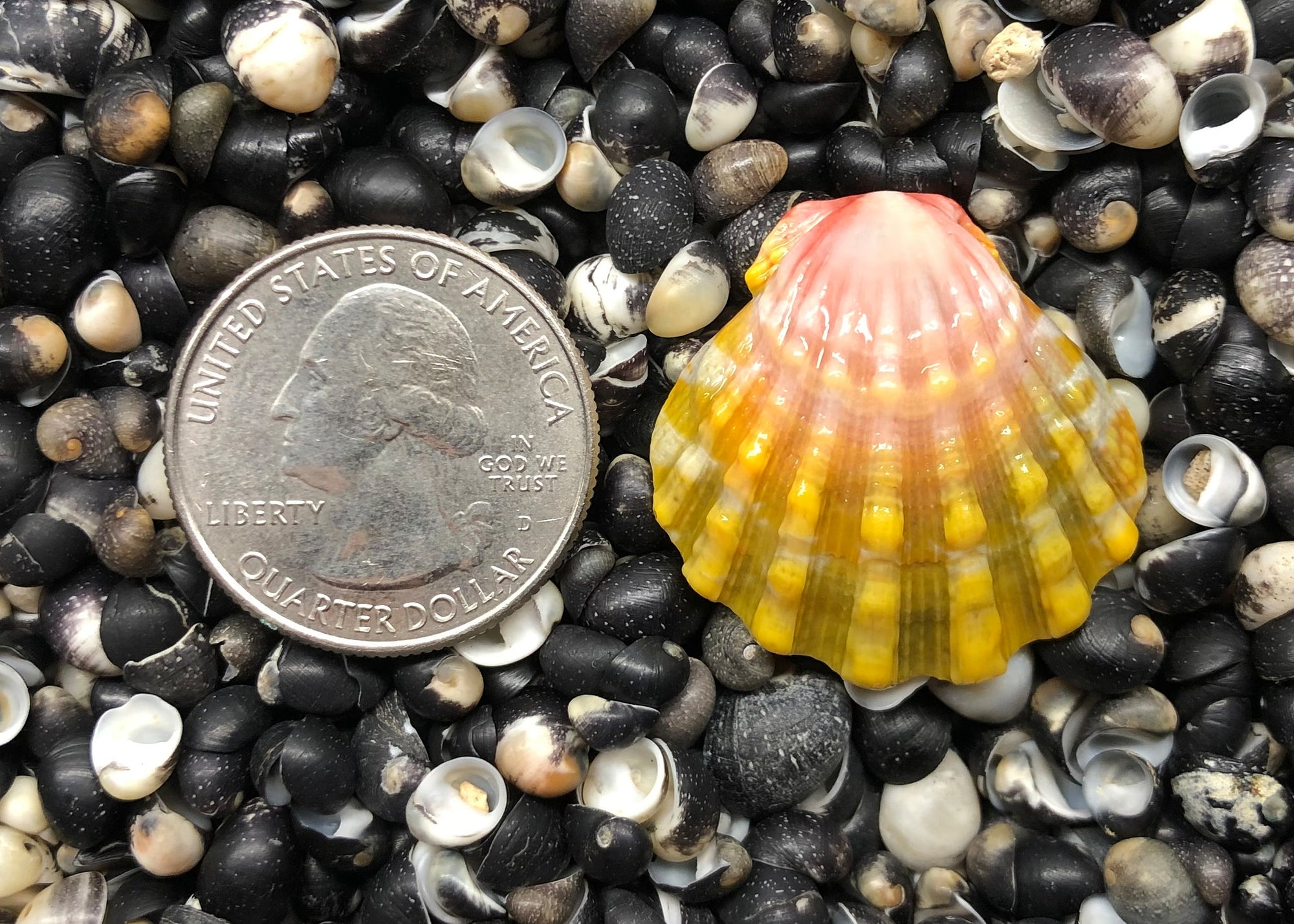 0234 single sunrise shell