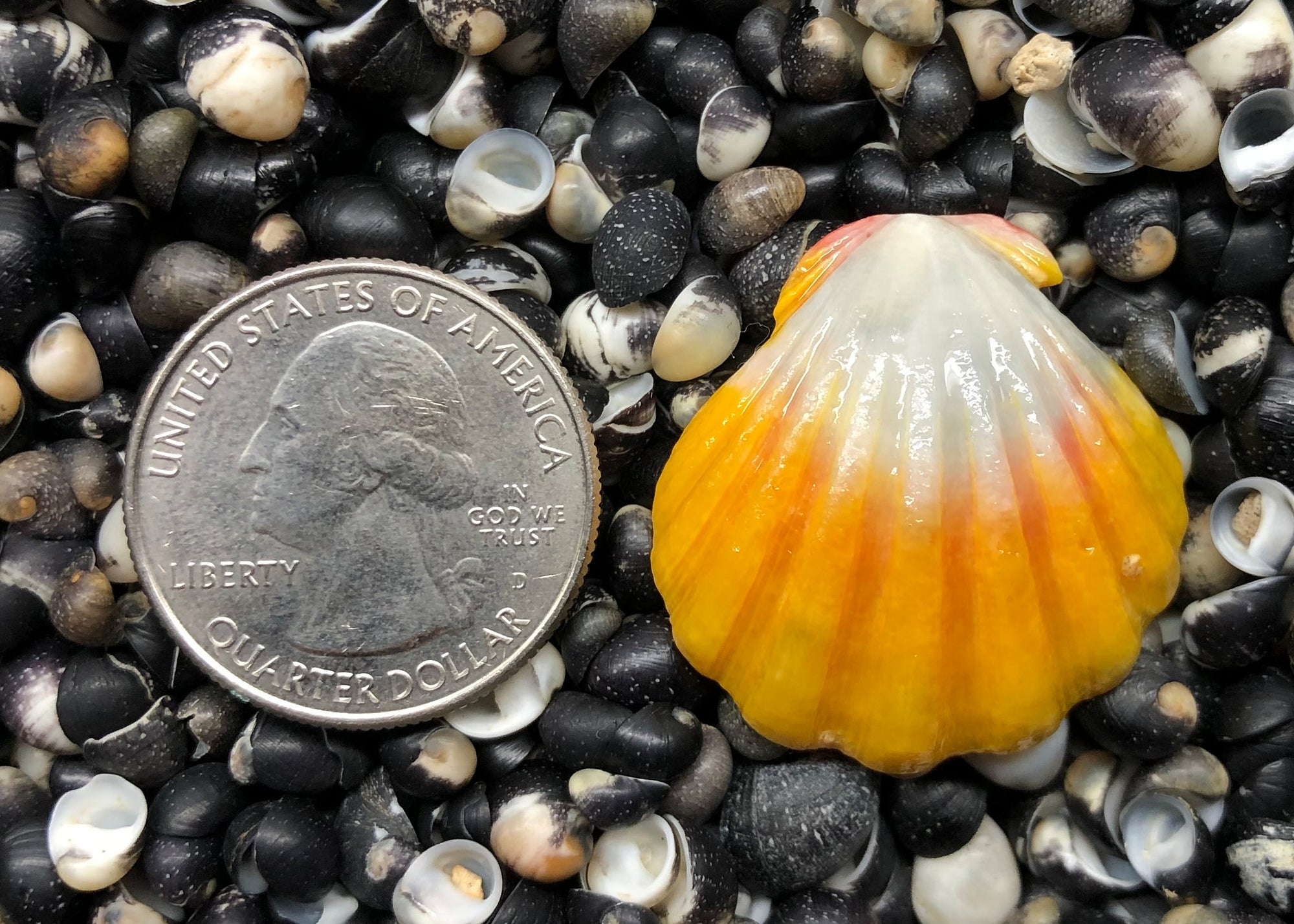 0235 single sunrise shell