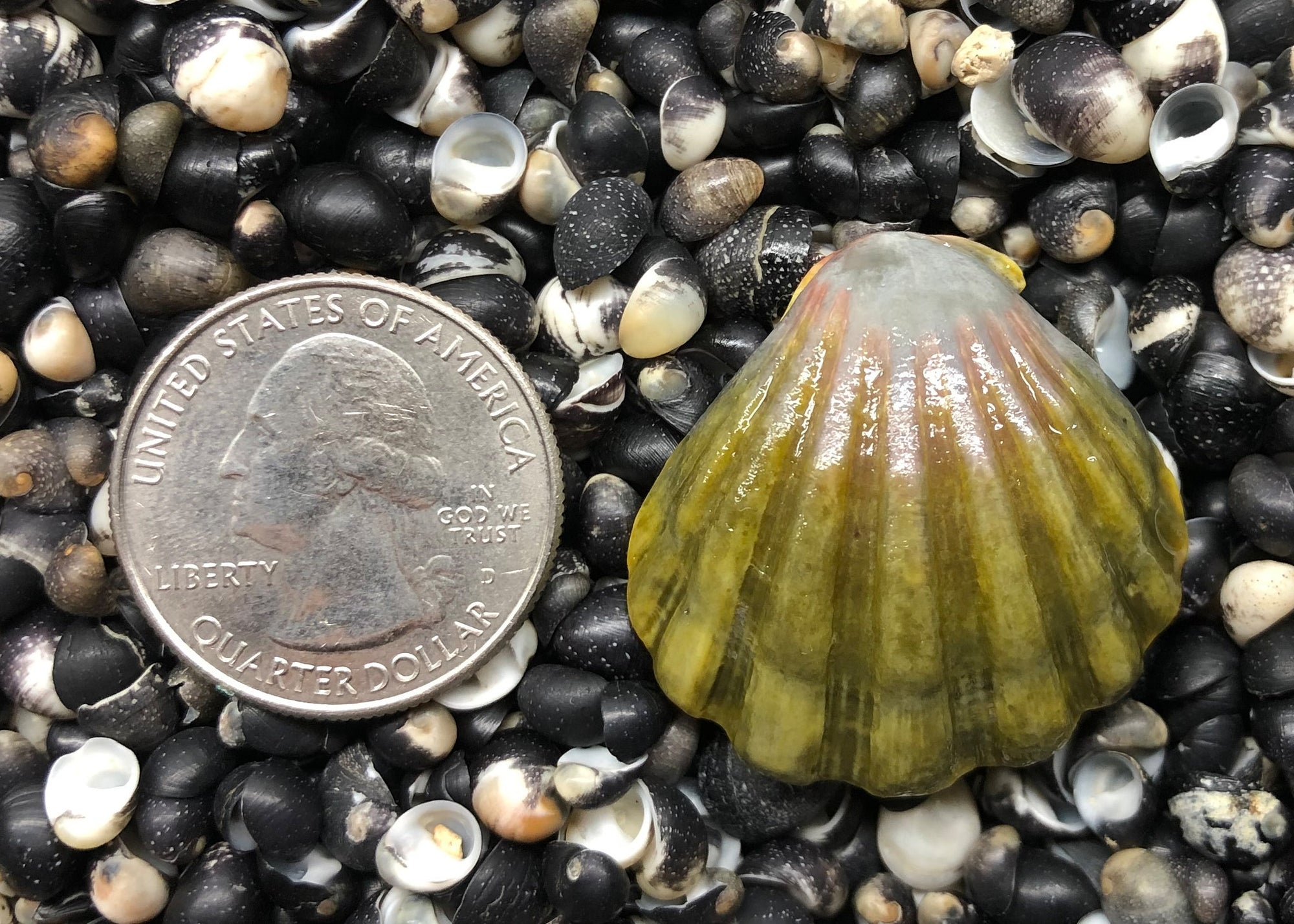 0237 single sunrise shell