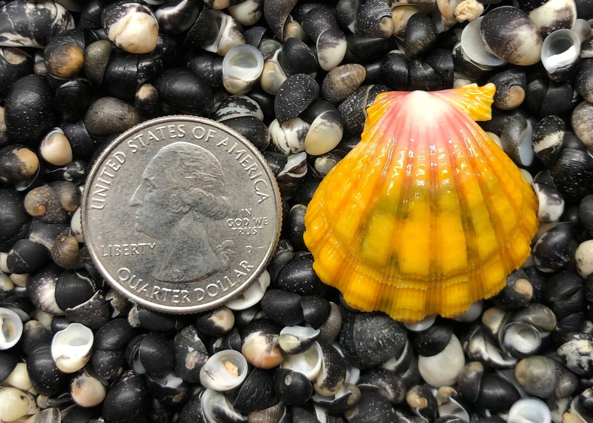 0238 single sunrise shell