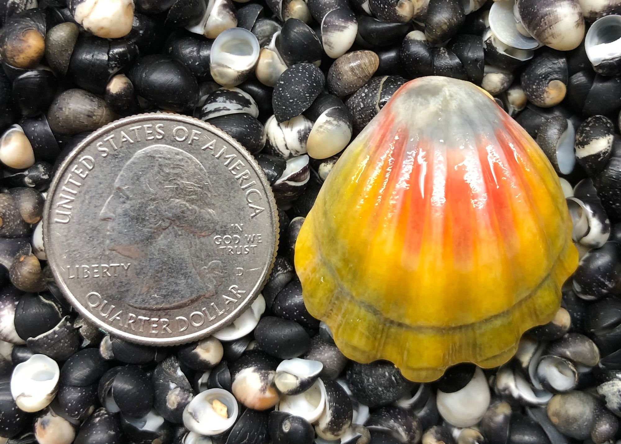 0239 single sunrise shell