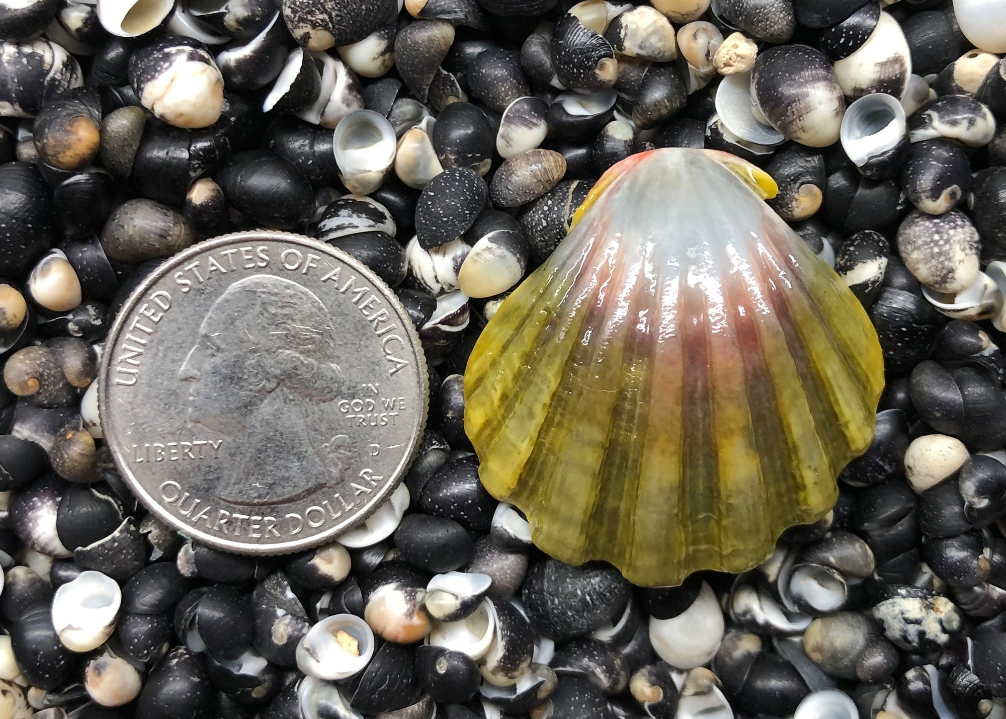 0240 single sunrise shell