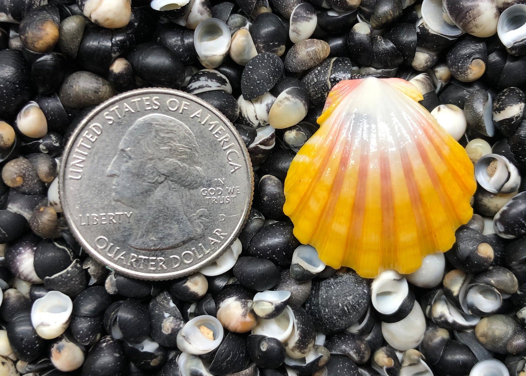 0241 single sunrise shell