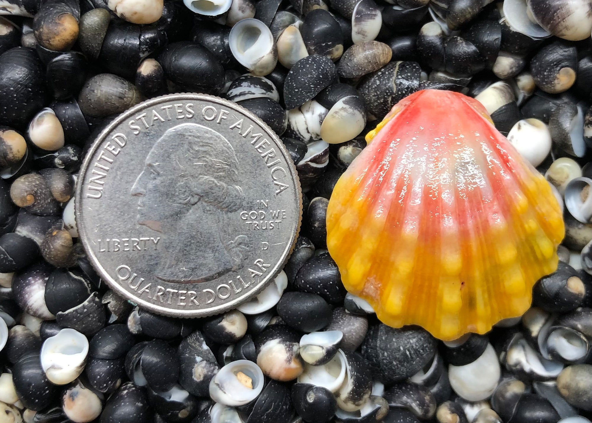 0242 single sunrise shell