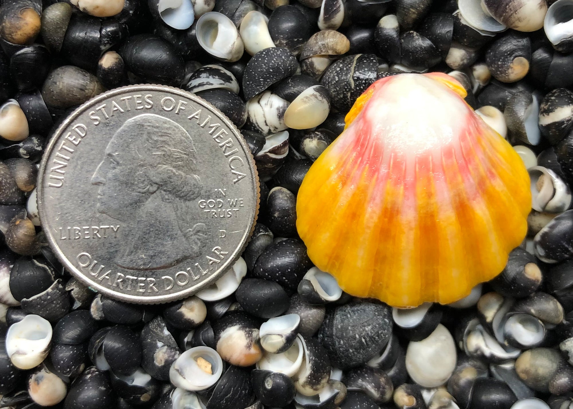 0244 single sunrise shell