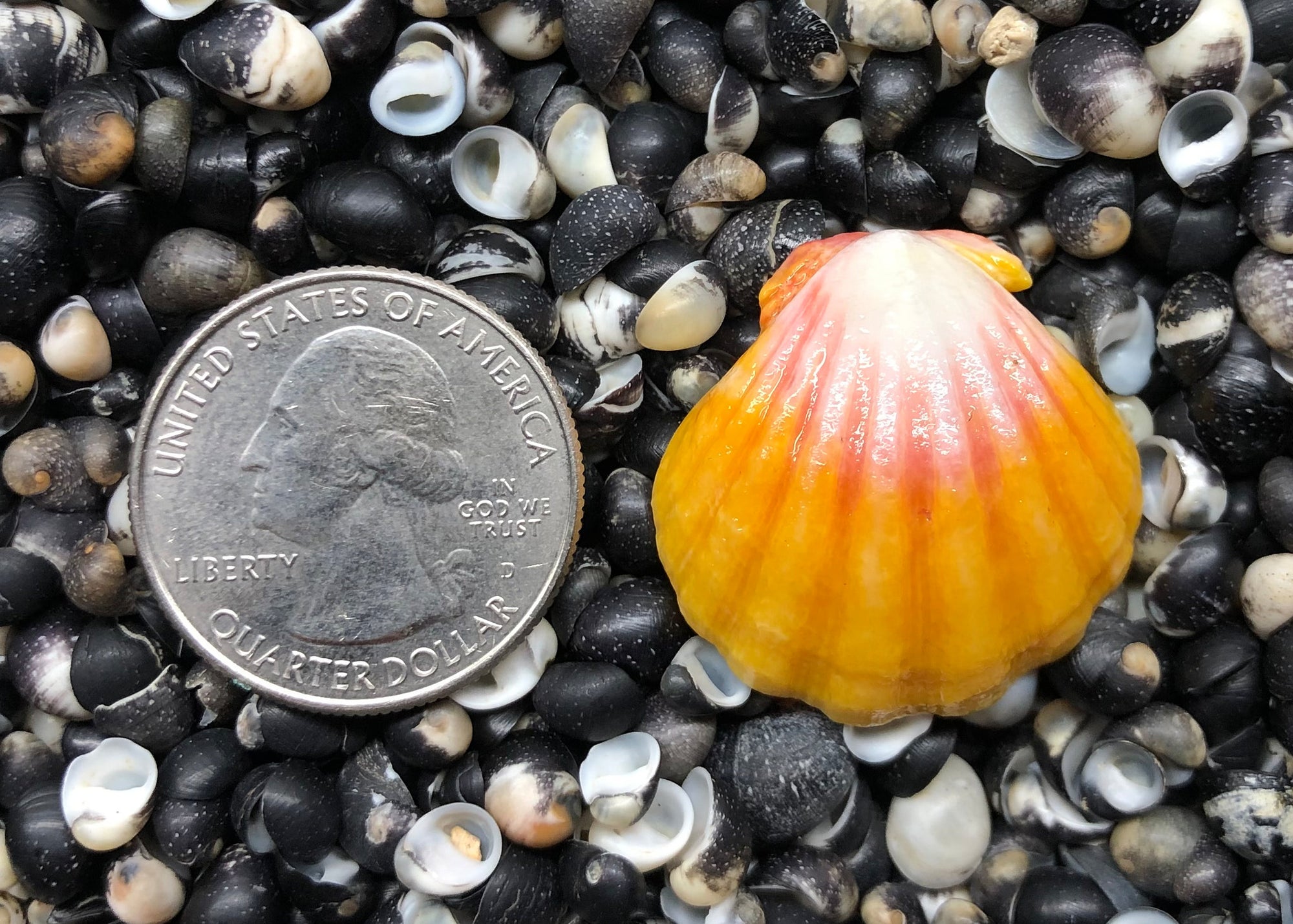 0245 single sunrise shell