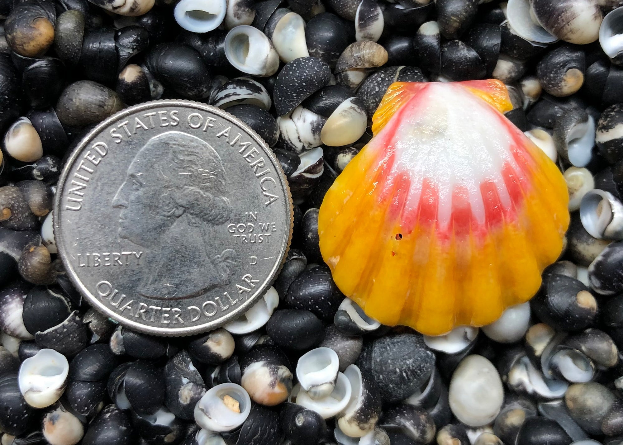 0246 single sunrise shell