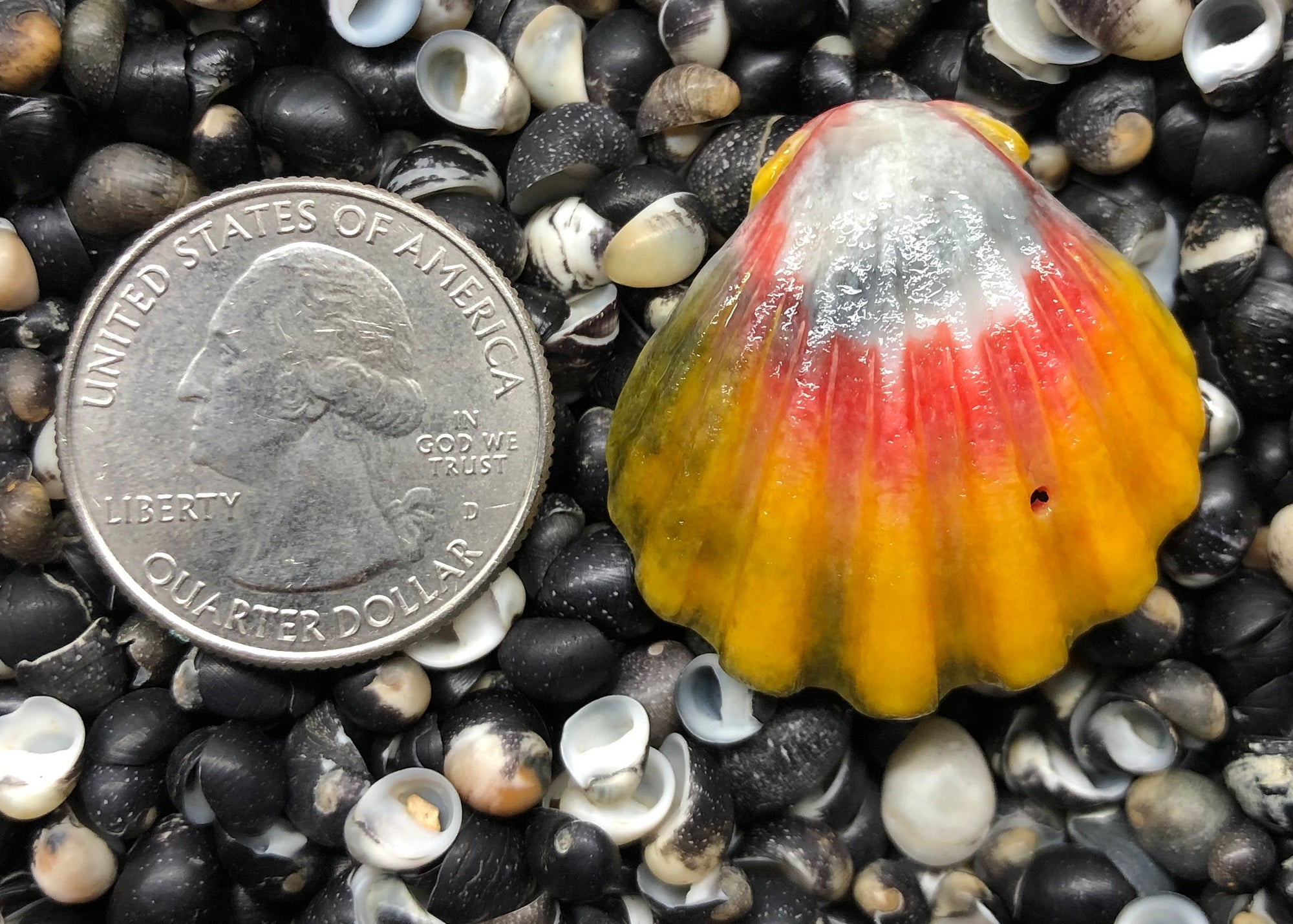 0248 single sunrise shell