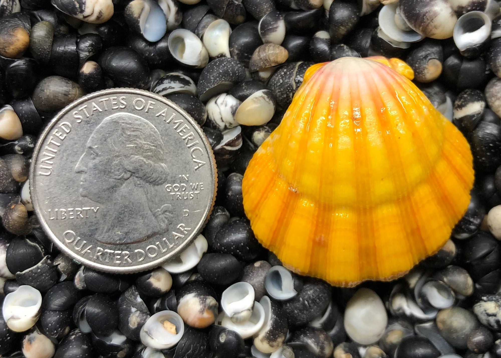 0249 single sunrise shell