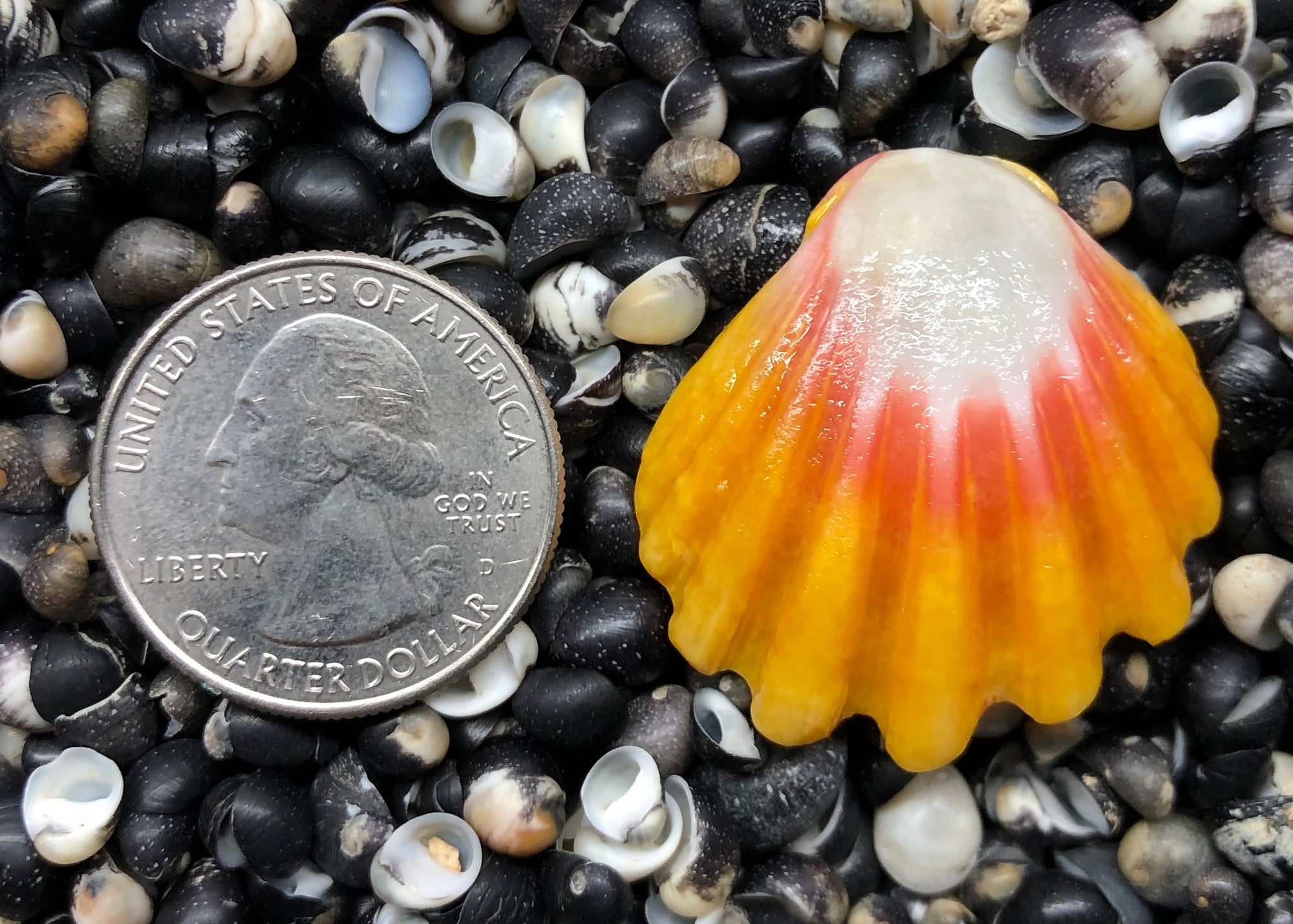 0250 single sunrise shell