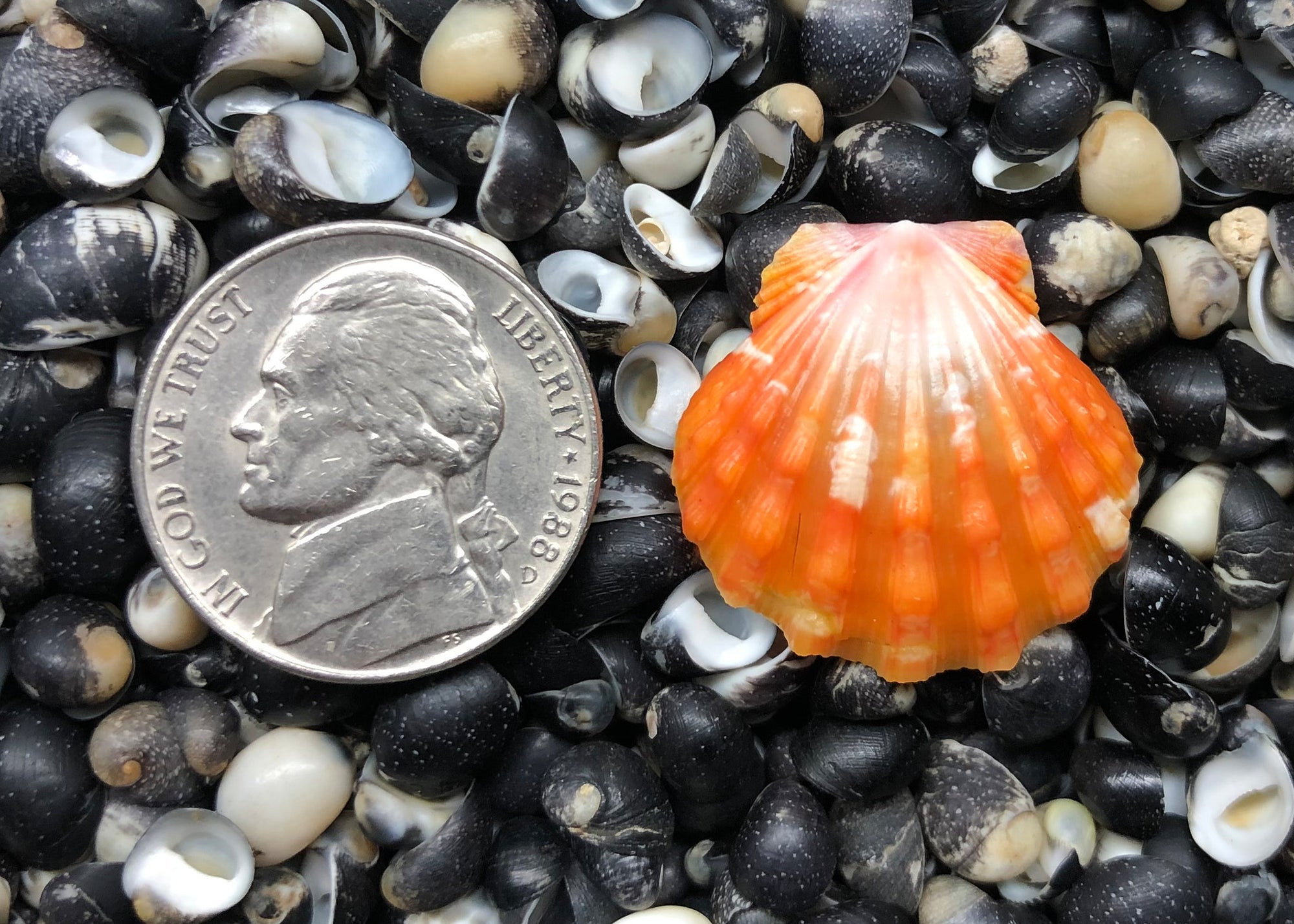 0258 single sunrise shell