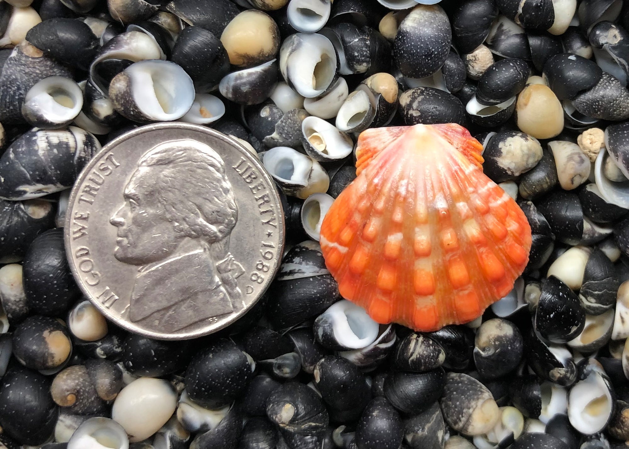 0260 single sunrise shell