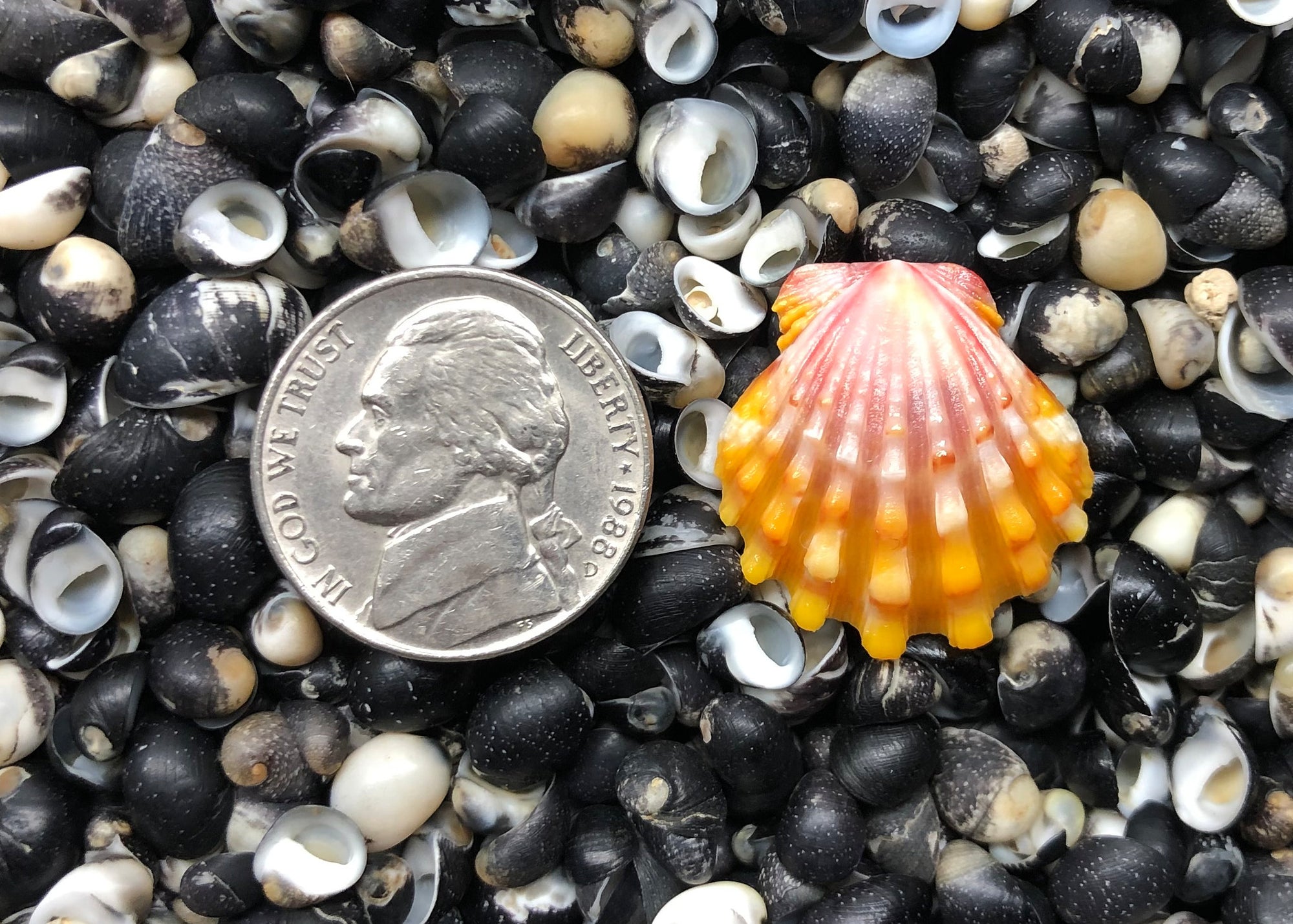 0261 single sunrise sell