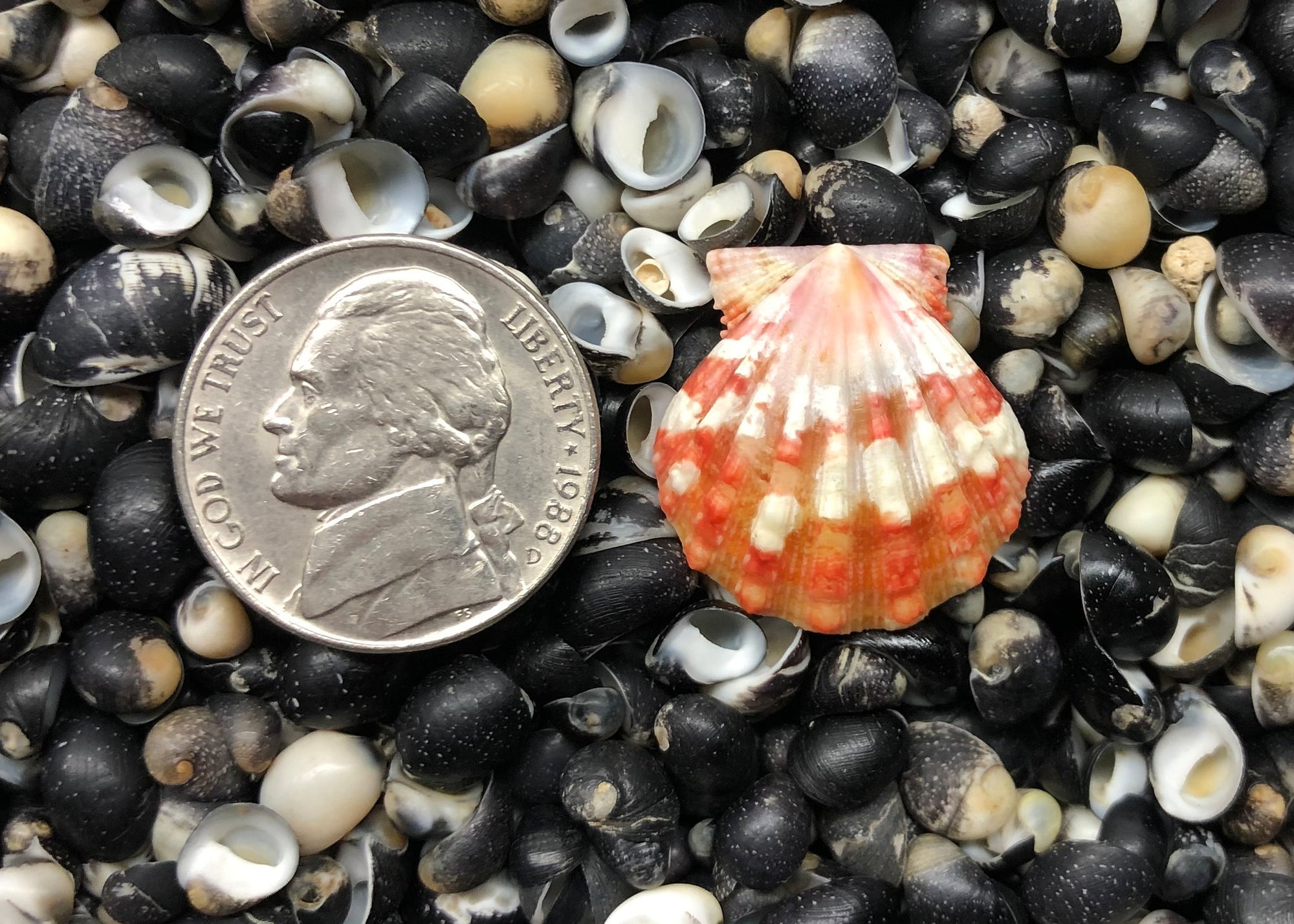 0262 single sunrise sell