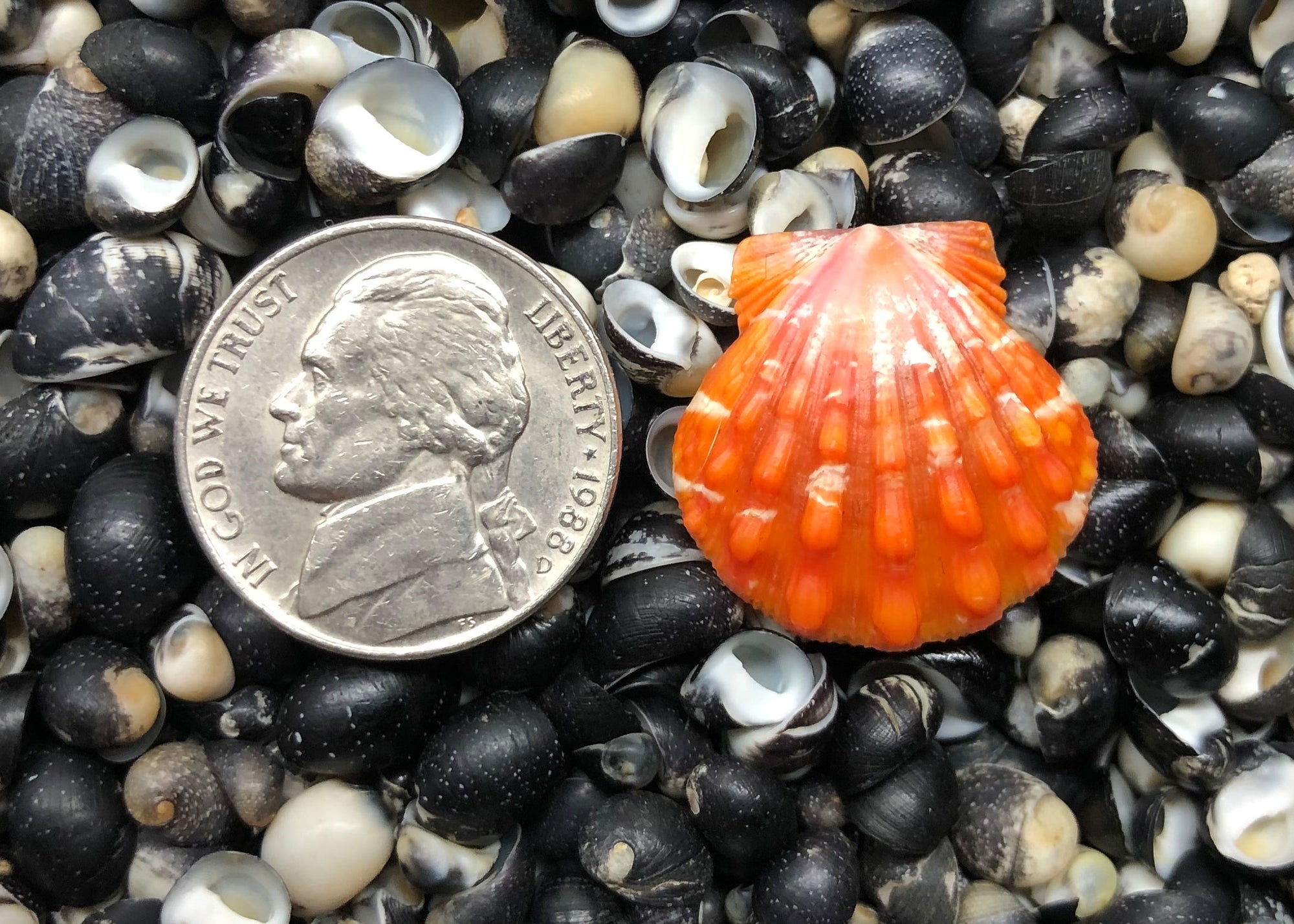 0265 single sunrise shell