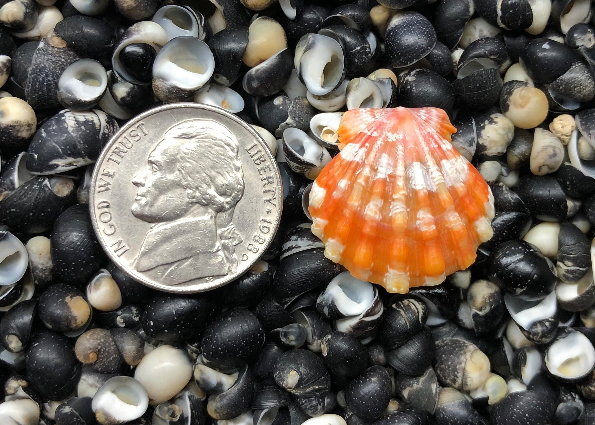 0266 single sunrise shell