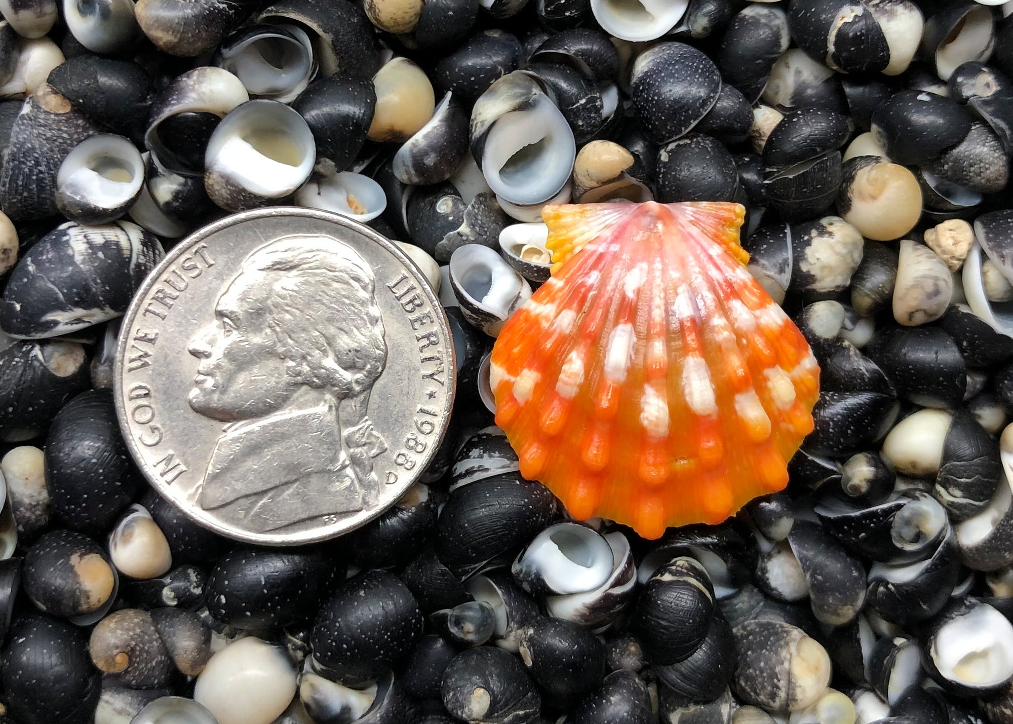 0270 single sunrise shell