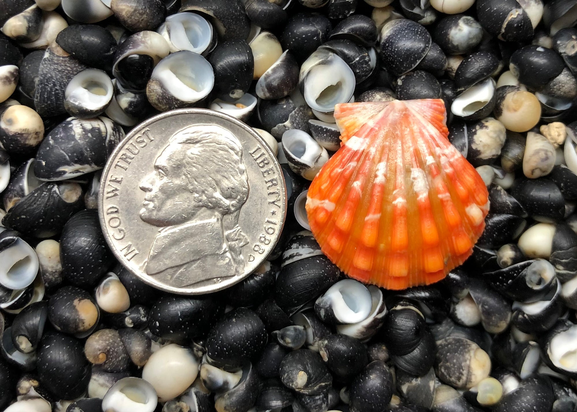 0273 single sunrise shell