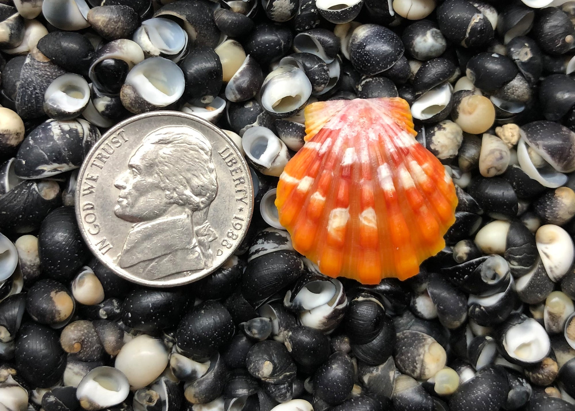 0274 single sunrise shell