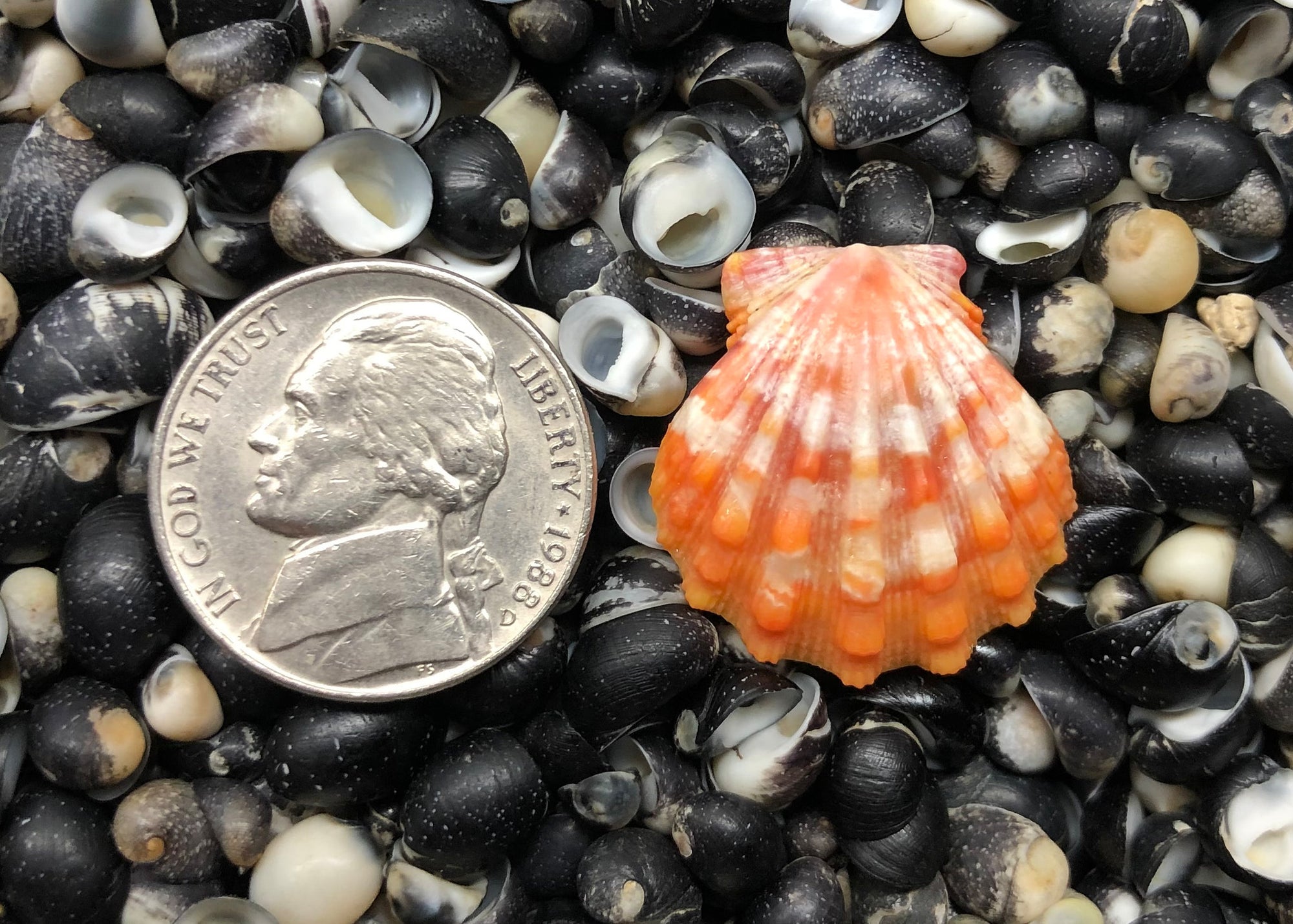 0276 single sunrise shell