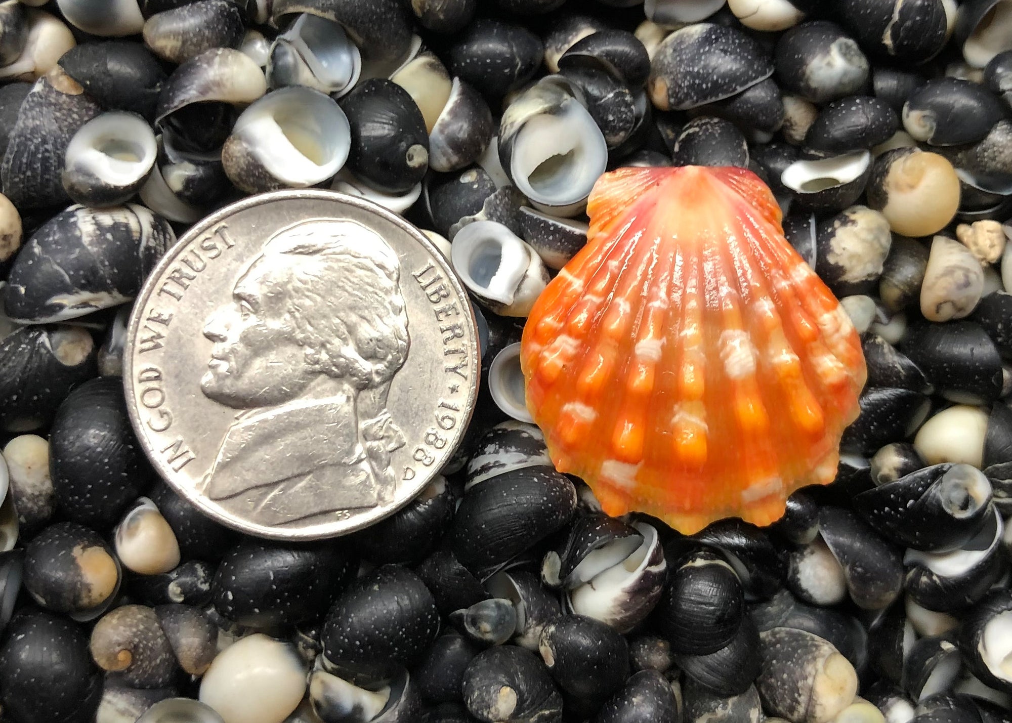 0277 single sunrise shell