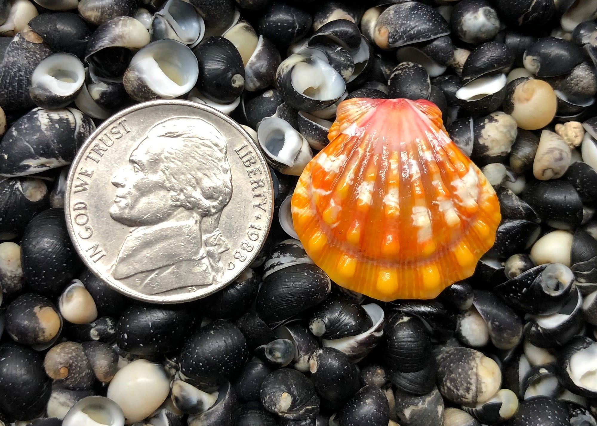 0278 single sunrise shell