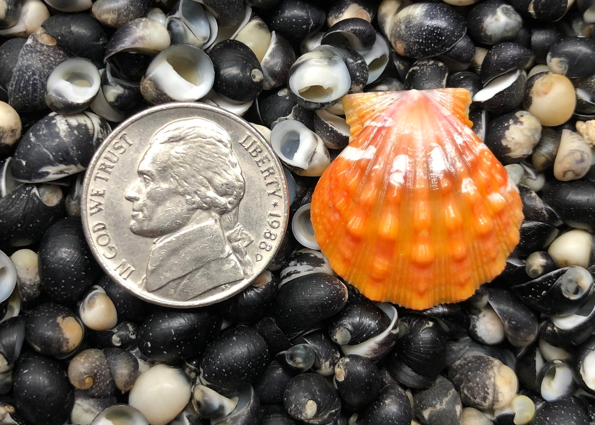 0280 single sunrise shell