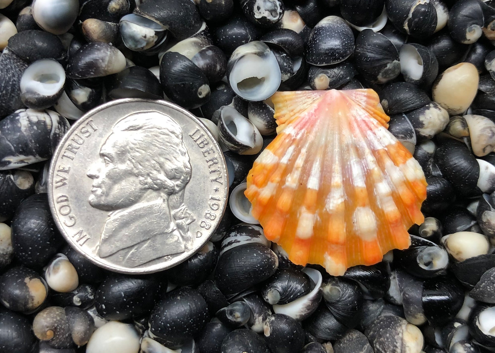 0284 single sunrise shell