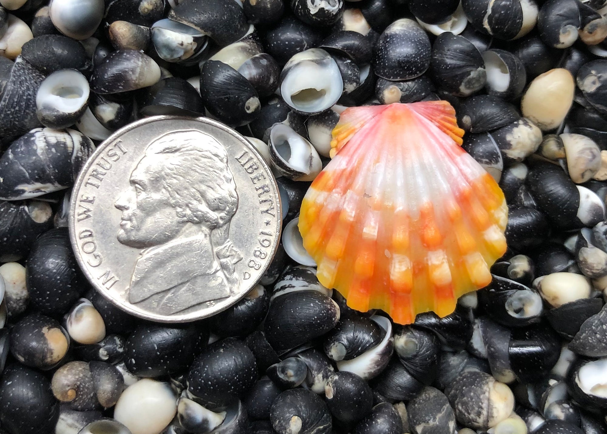 0285 single sunrise shell