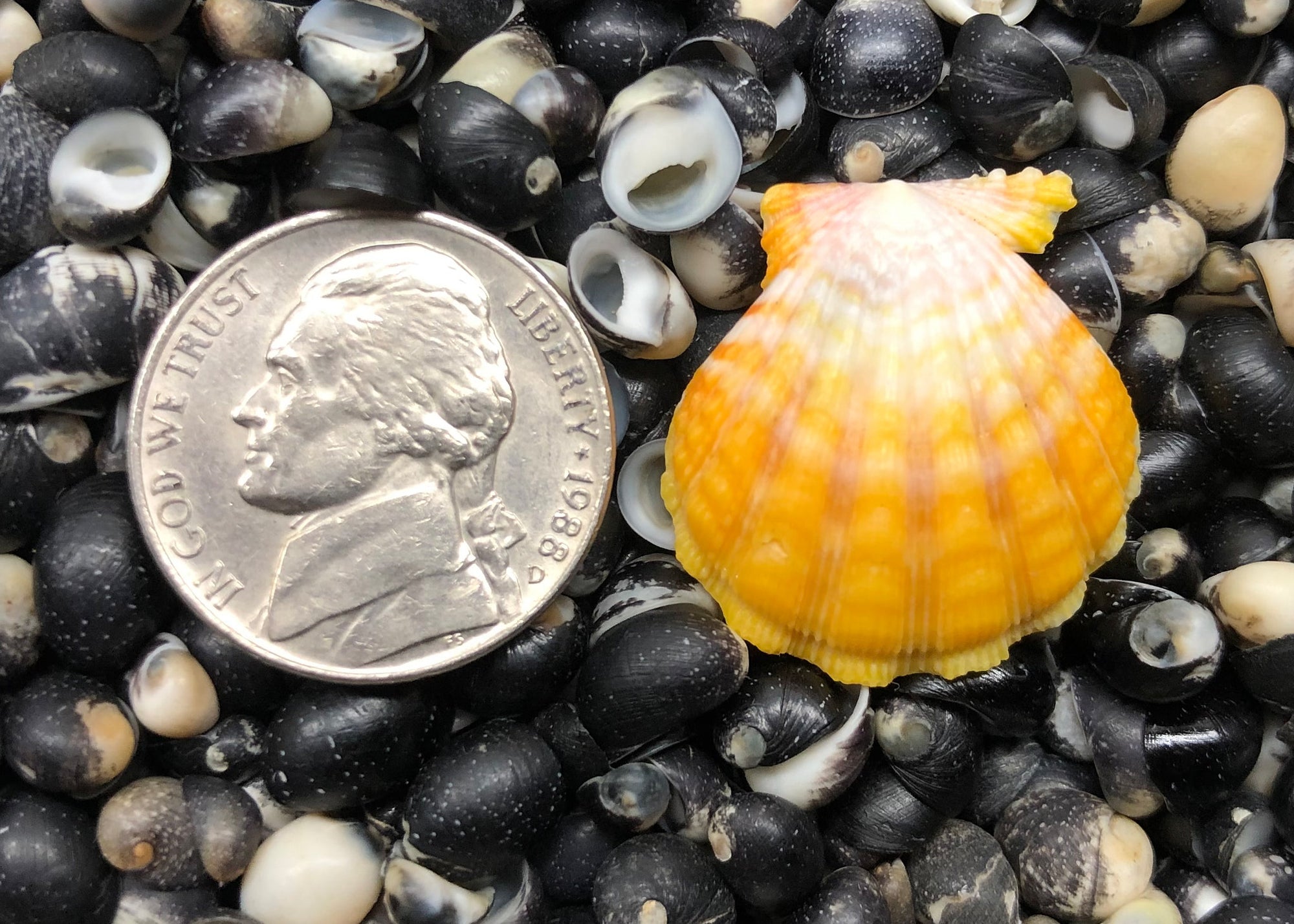 0286 single sunrise shell