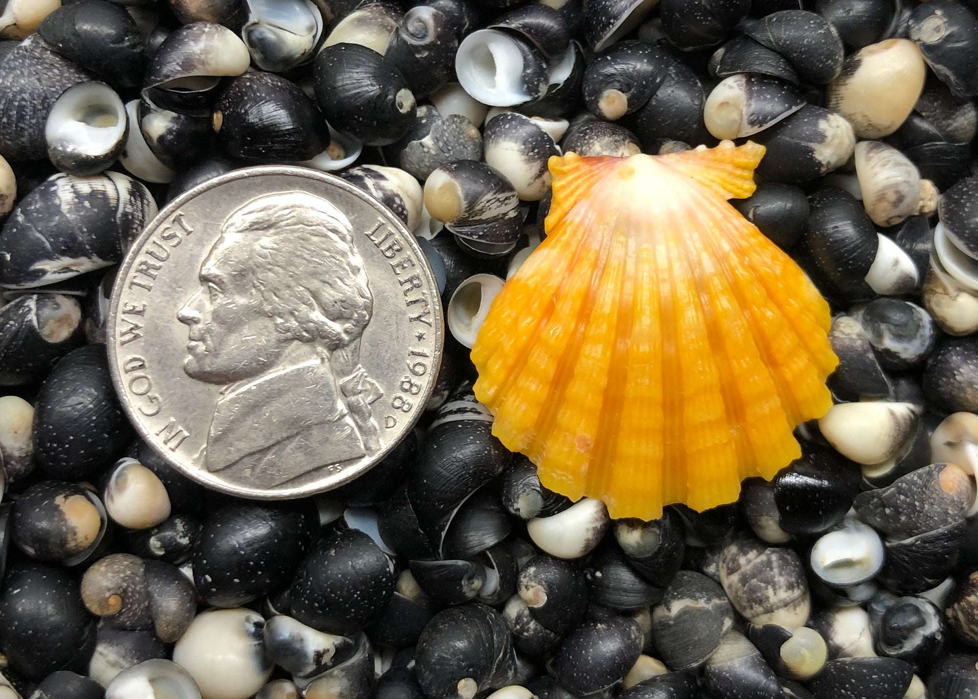 0282 single sunrise shell