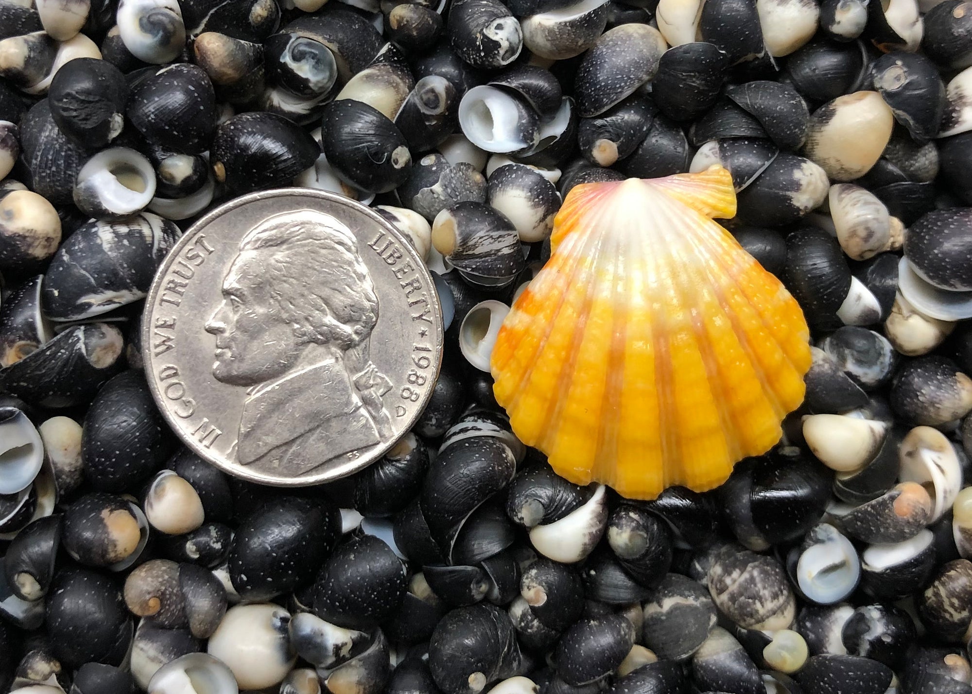 0294 single sunrise shell