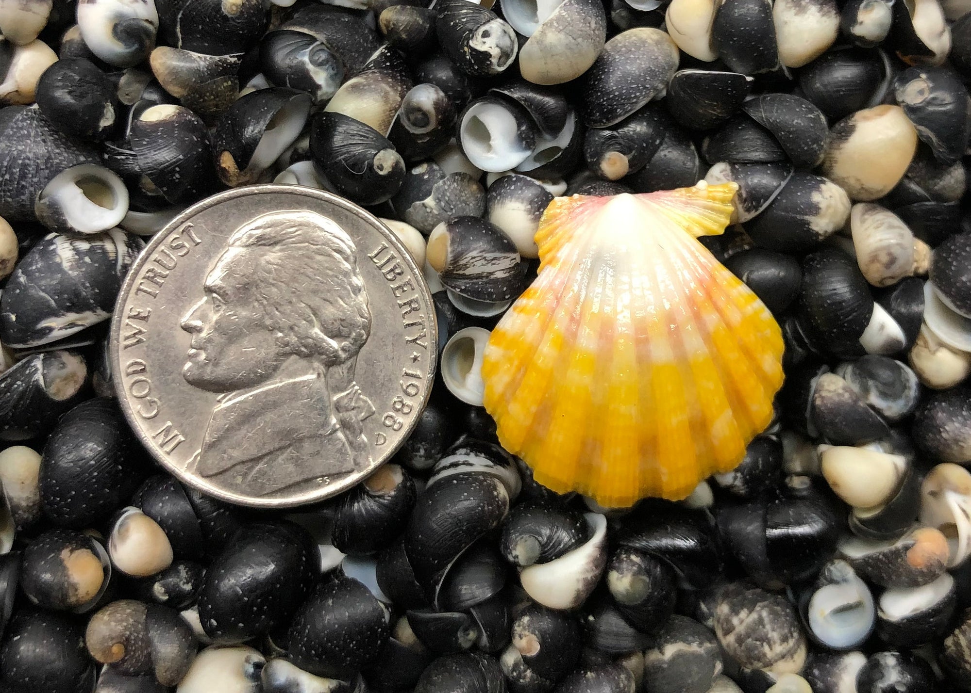 0295 single sunrise shell