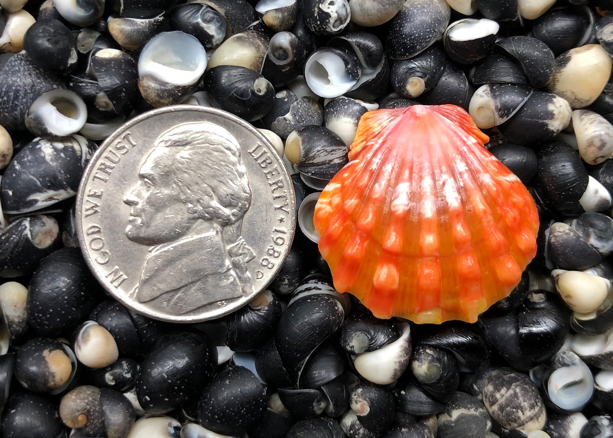 0296 single sunrise shell