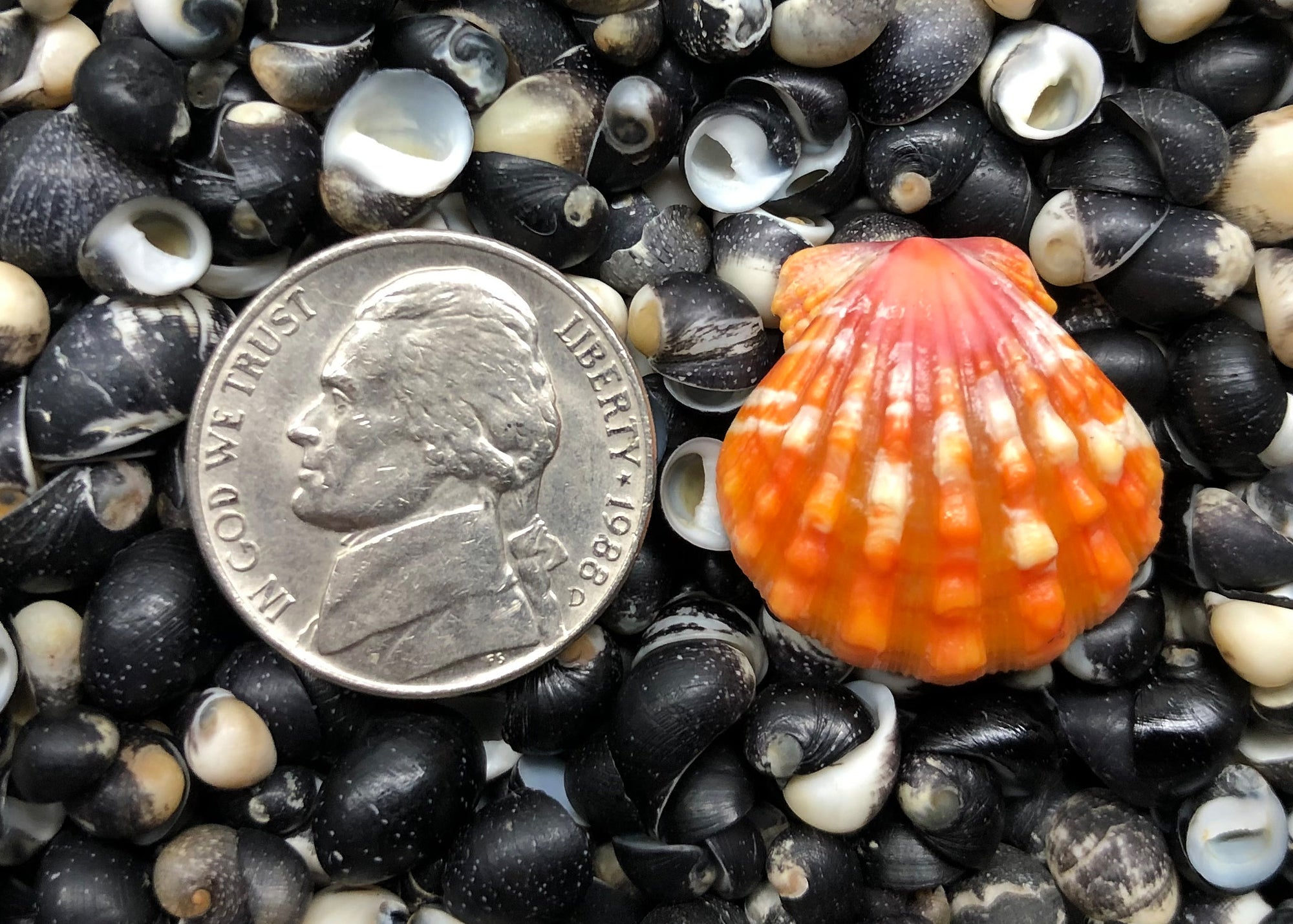 0297 single sunrise shell