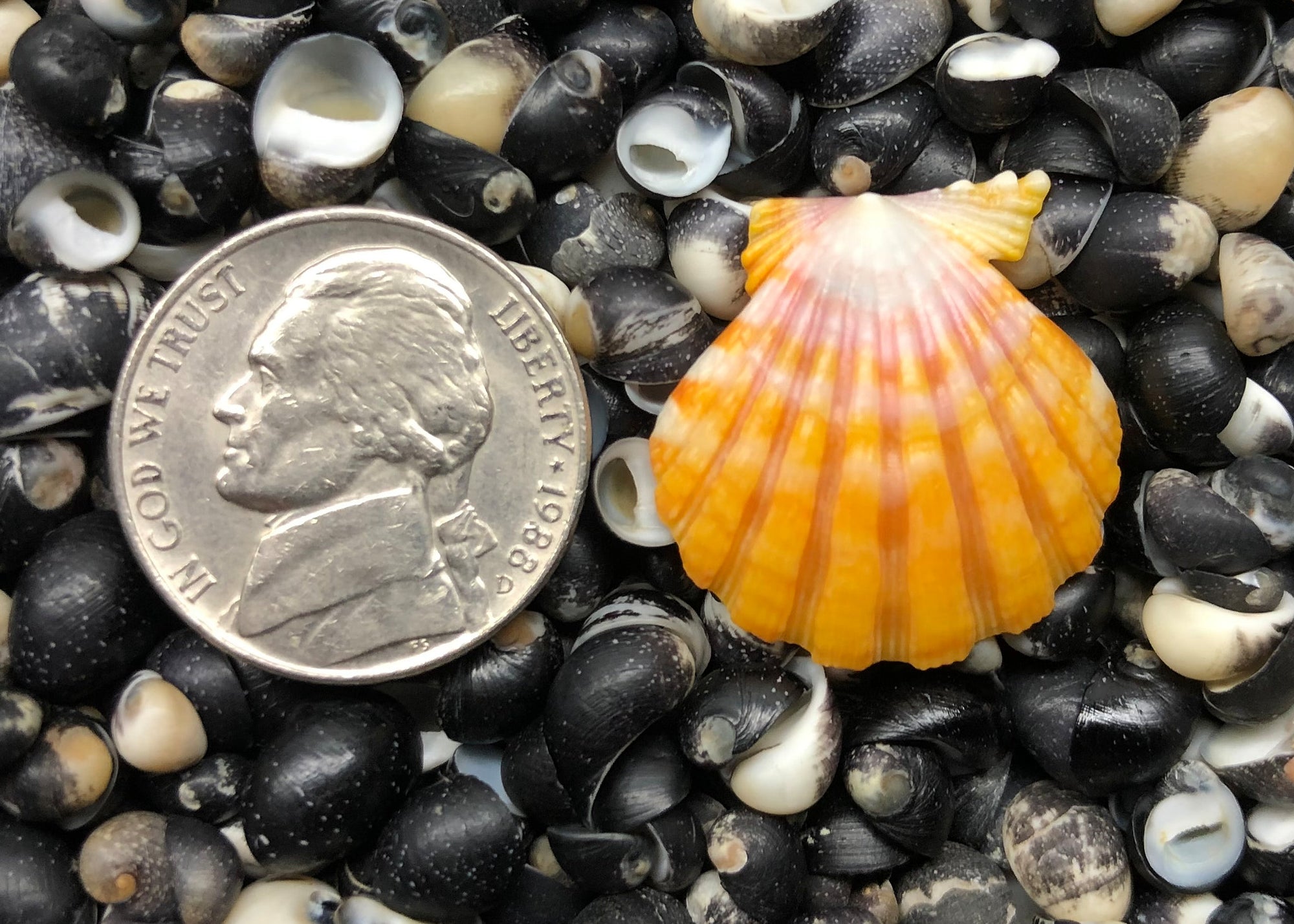 0300 single sunrise shell