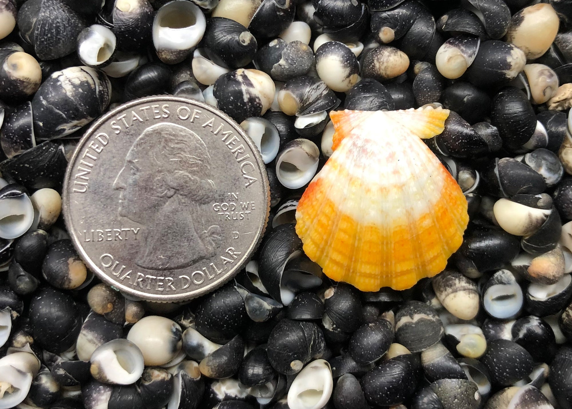 0302 single sunrise shell