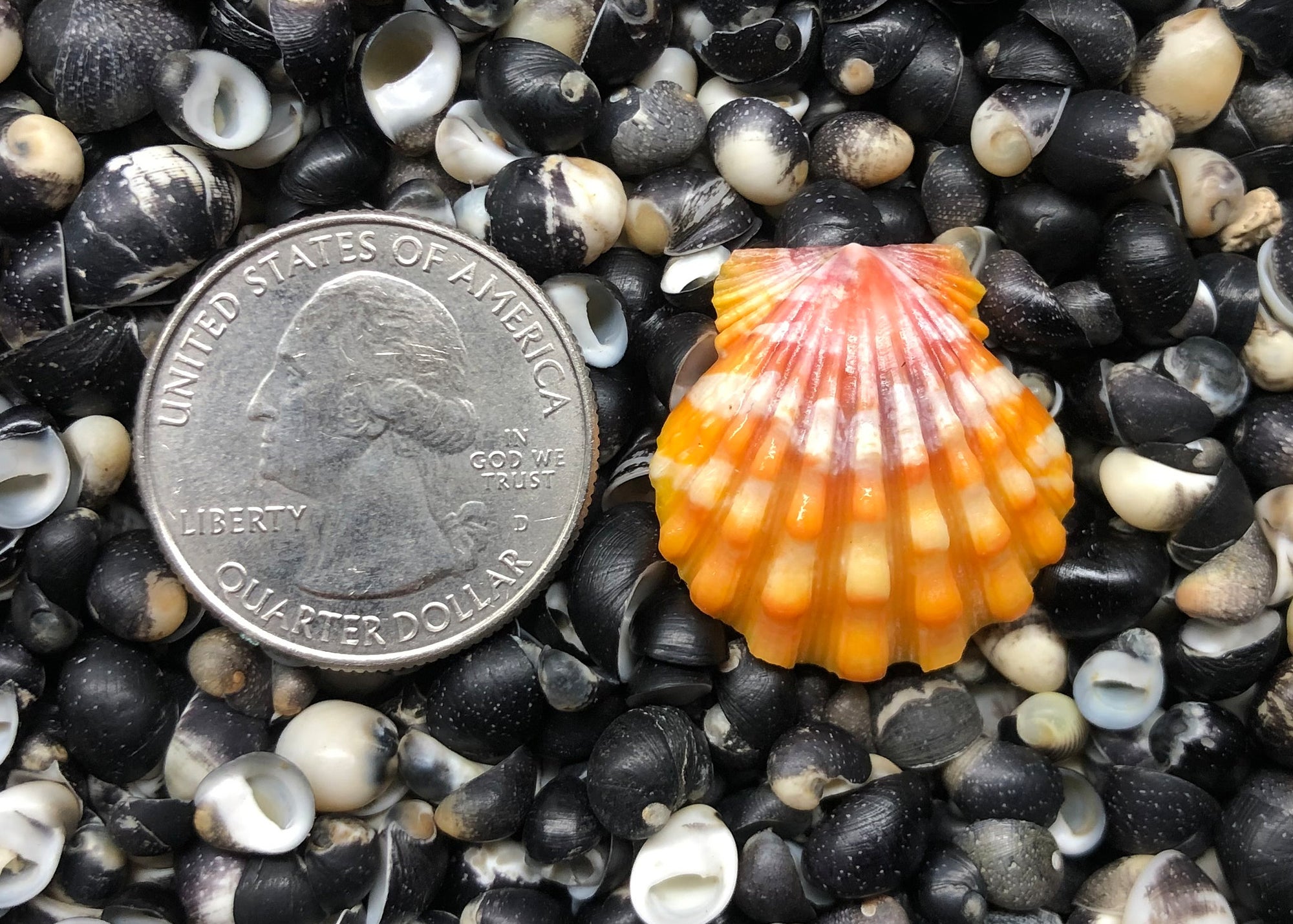 0304 single sunrise shell