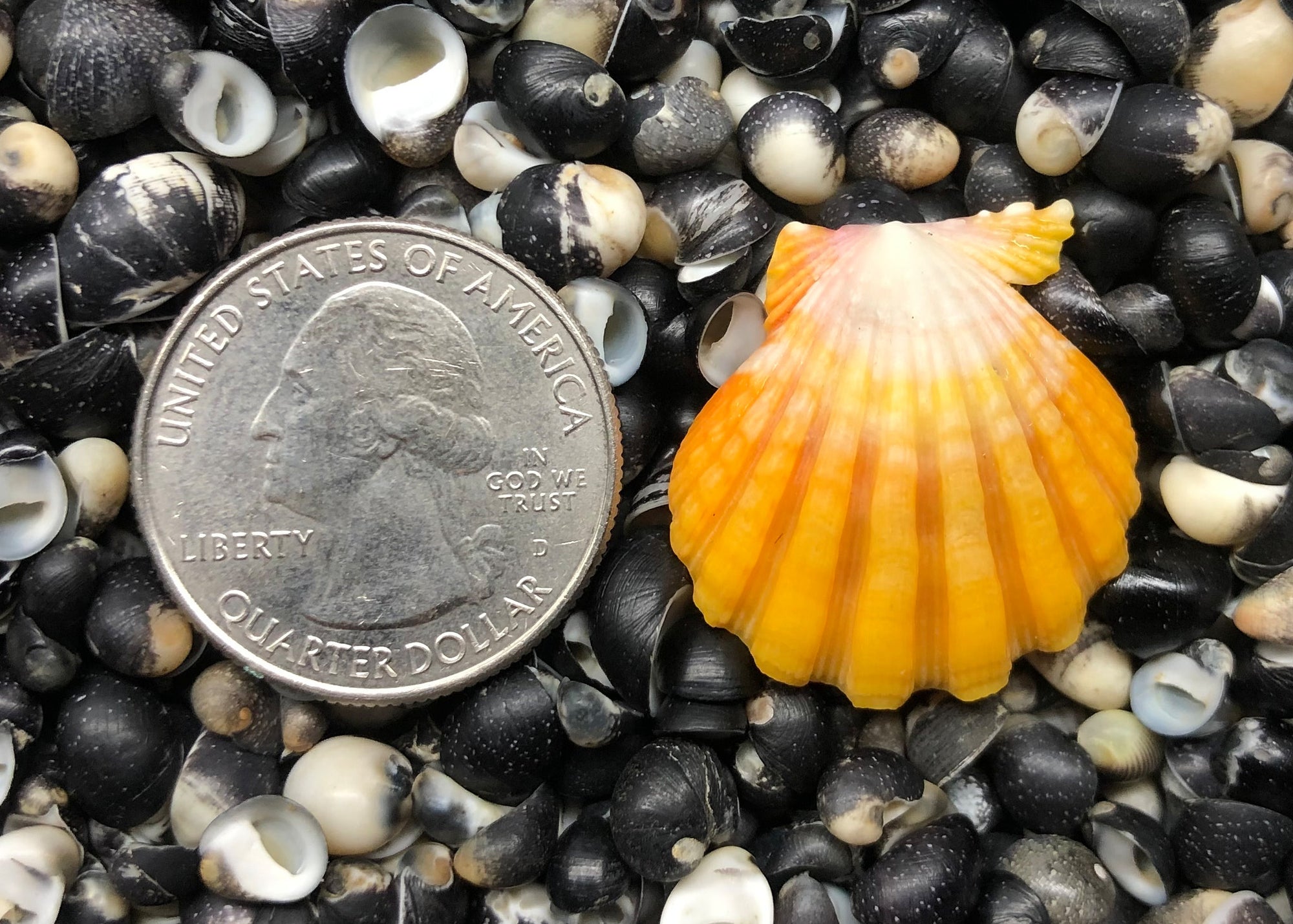 0305 single sunrise shell