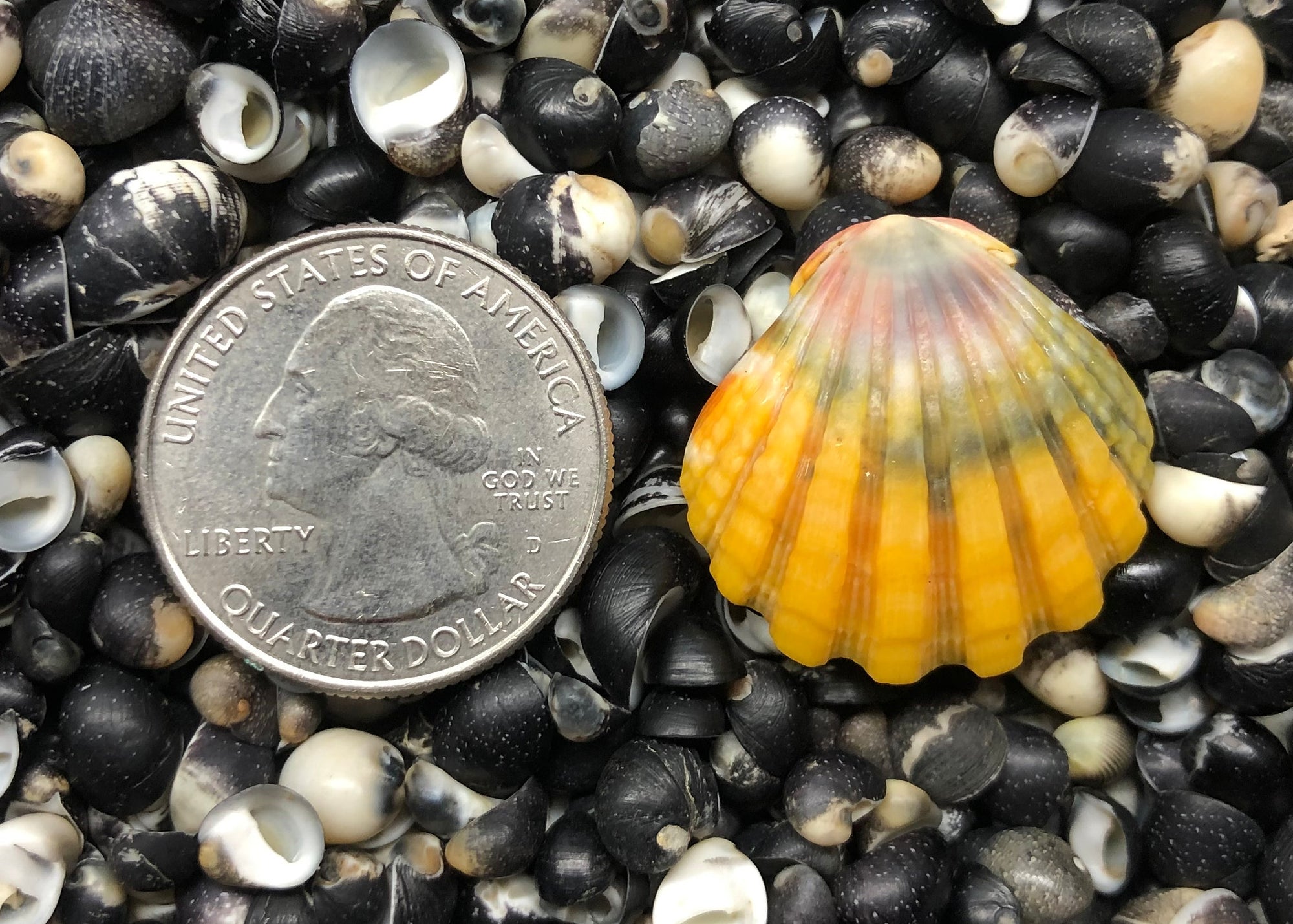 0308 single sunrise shell