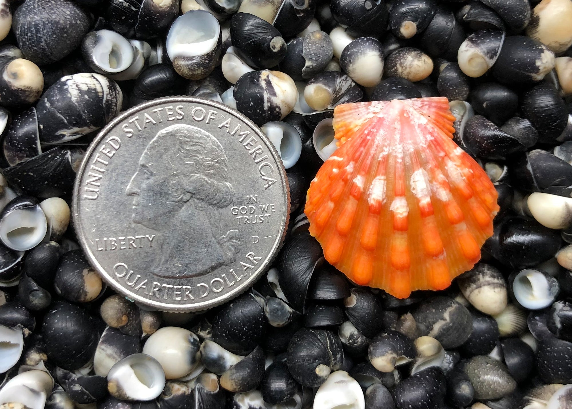 0312 single sunrise shell